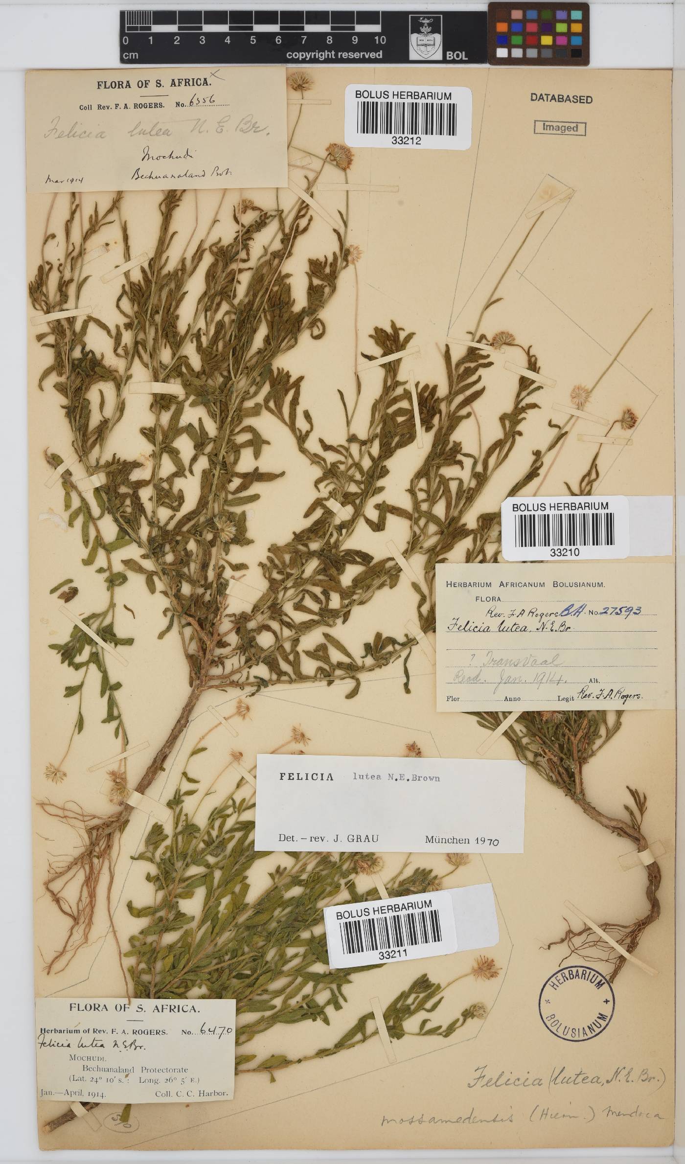 Felicia mossamedensis image