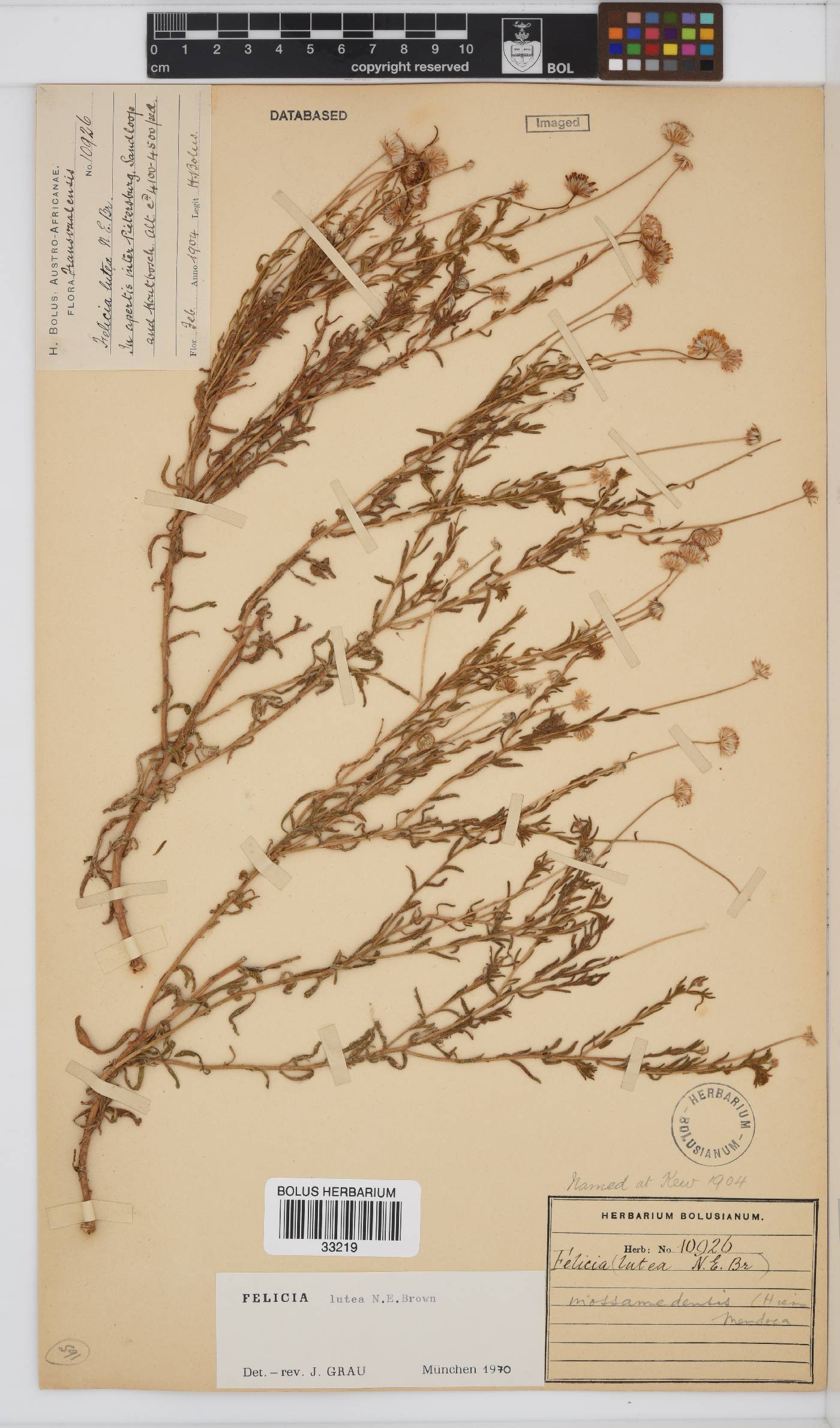 Felicia mossamedensis image