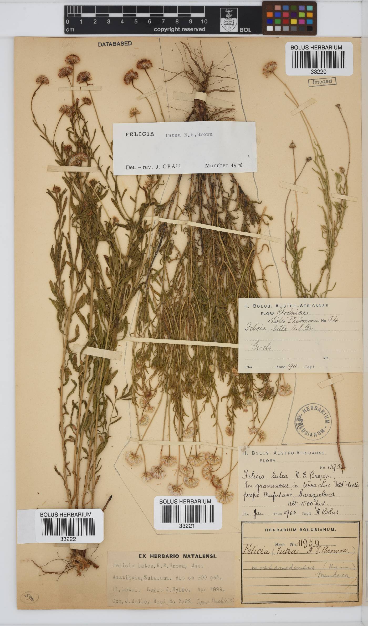 Felicia mossamedensis image