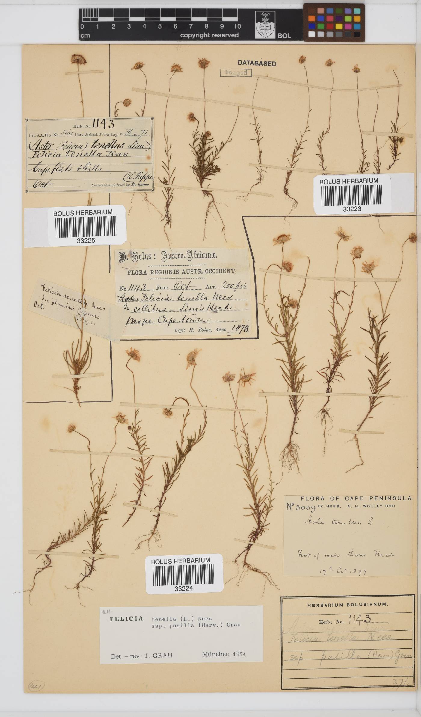 Felicia tenella subsp. pusilla image