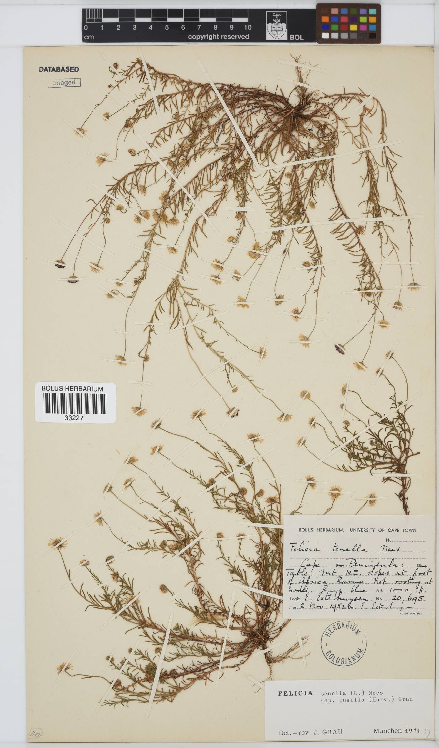 Felicia tenella subsp. pusilla image