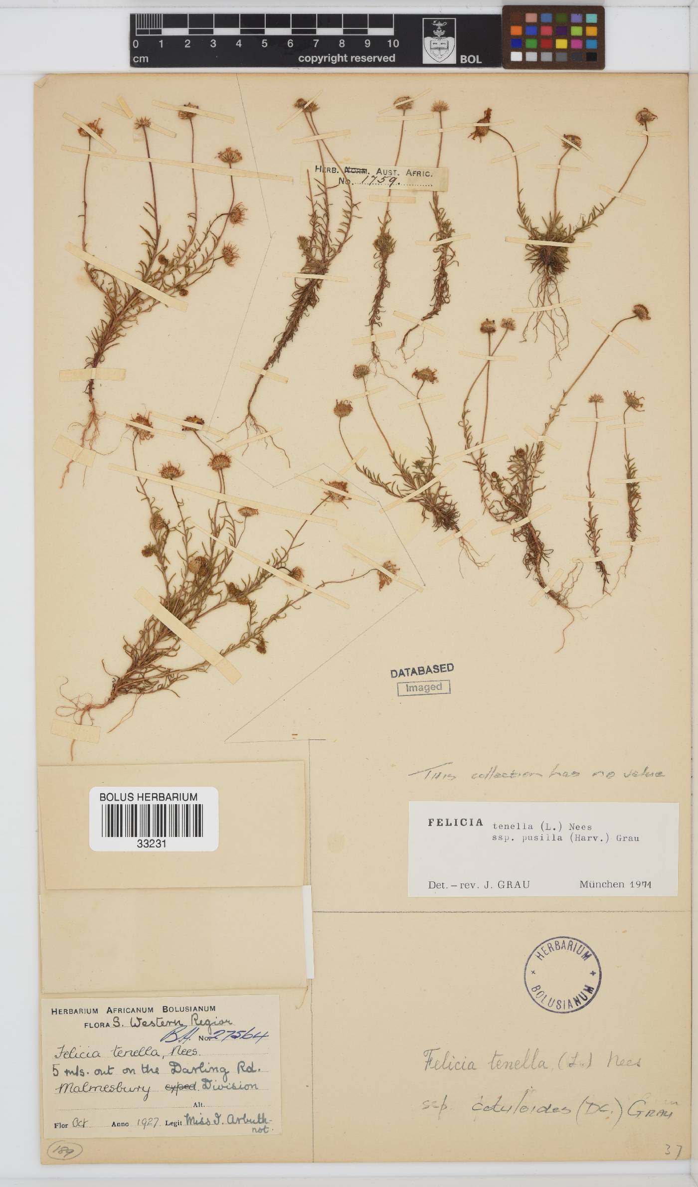 Felicia tenella subsp. cotuloides image