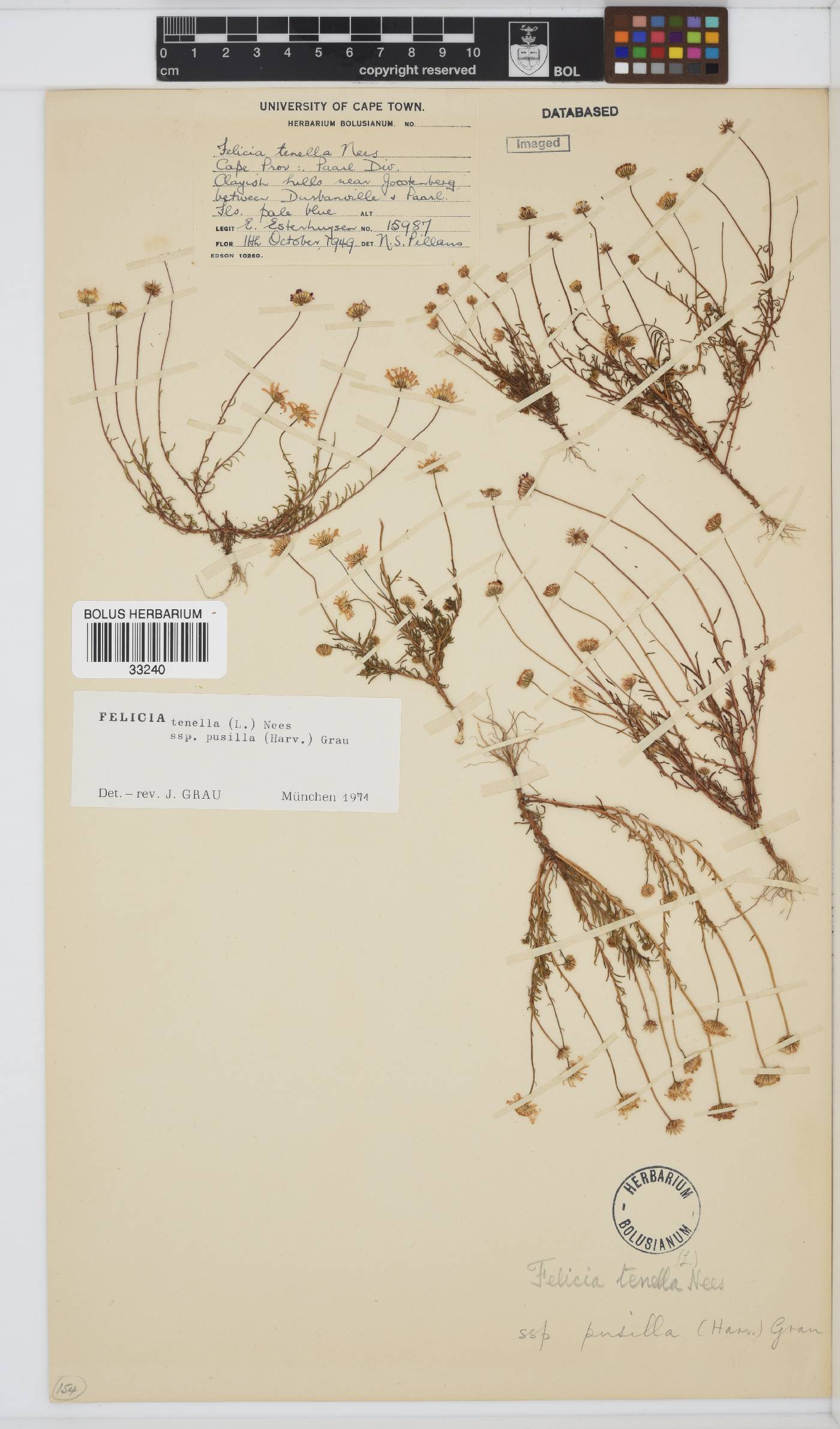 Felicia tenella subsp. pusilla image