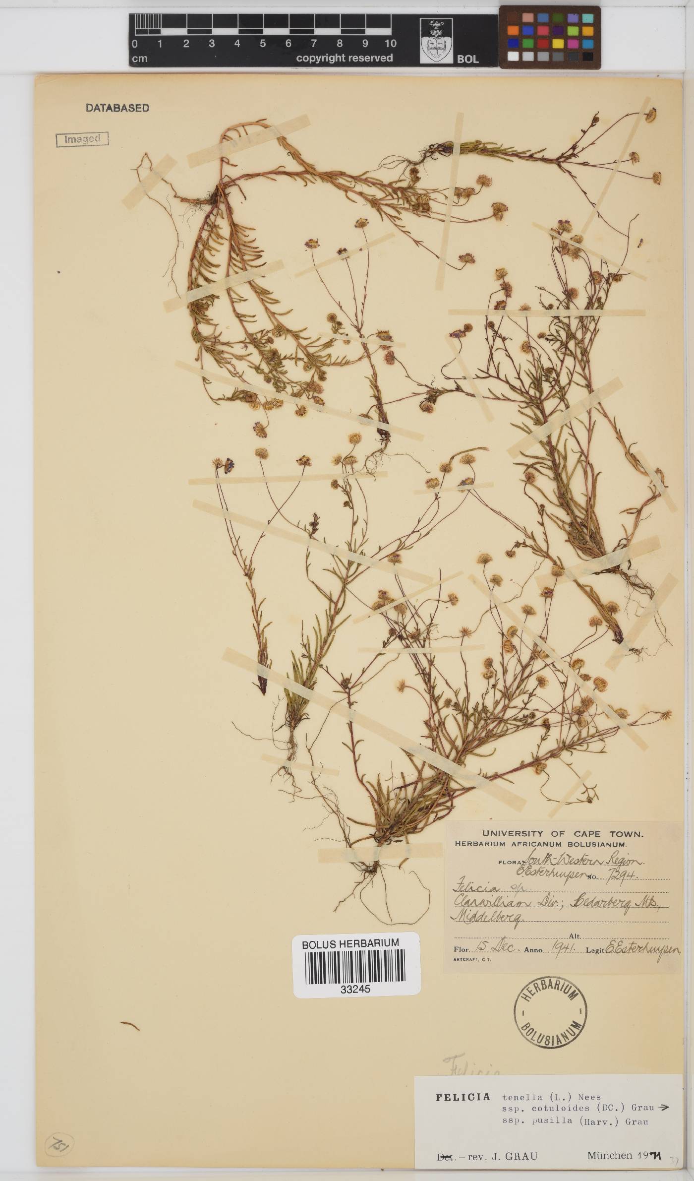 Felicia tenella subsp. cotuloides image