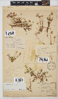 Felicia australis image