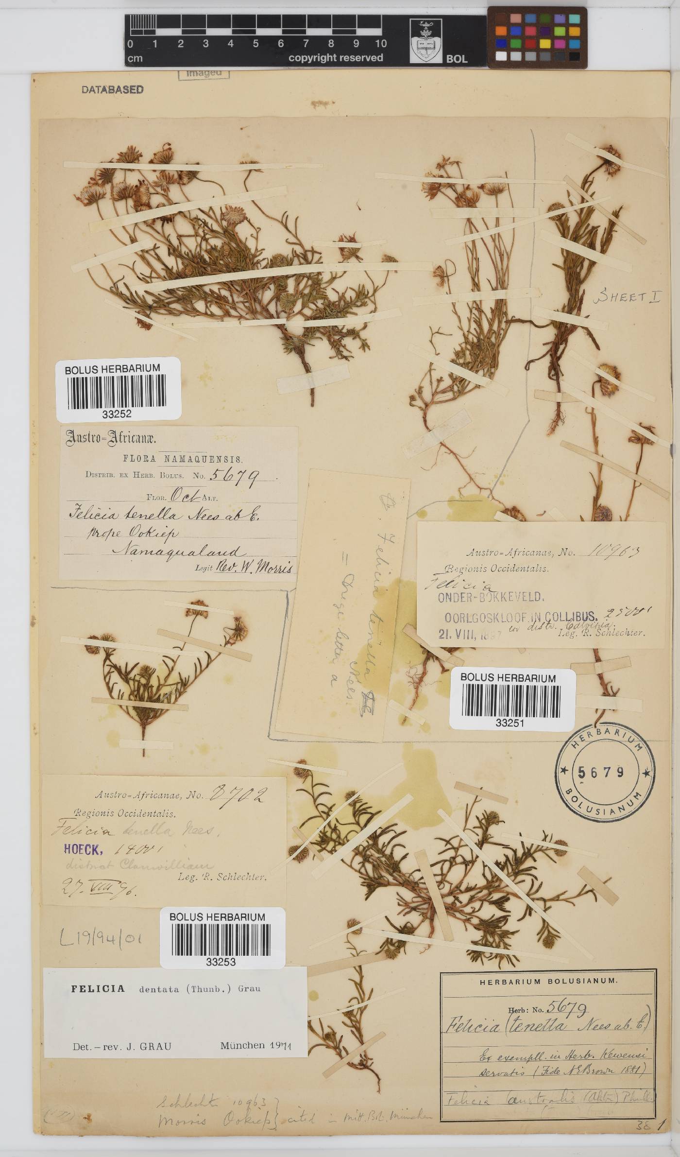 Felicia australis image