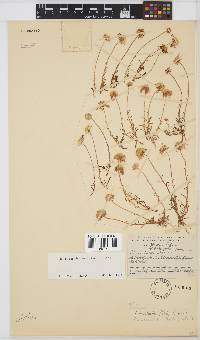 Felicia australis image