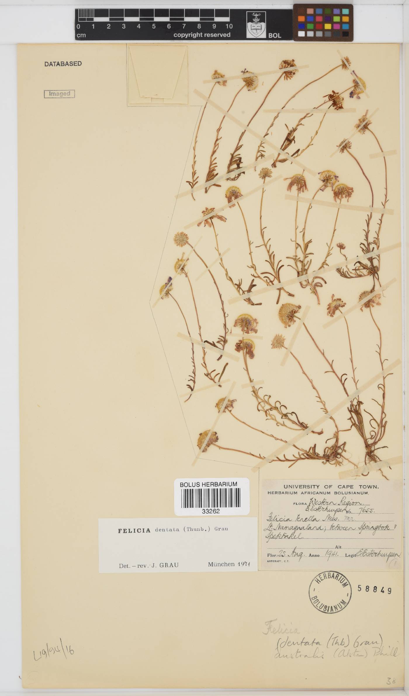 Felicia australis image
