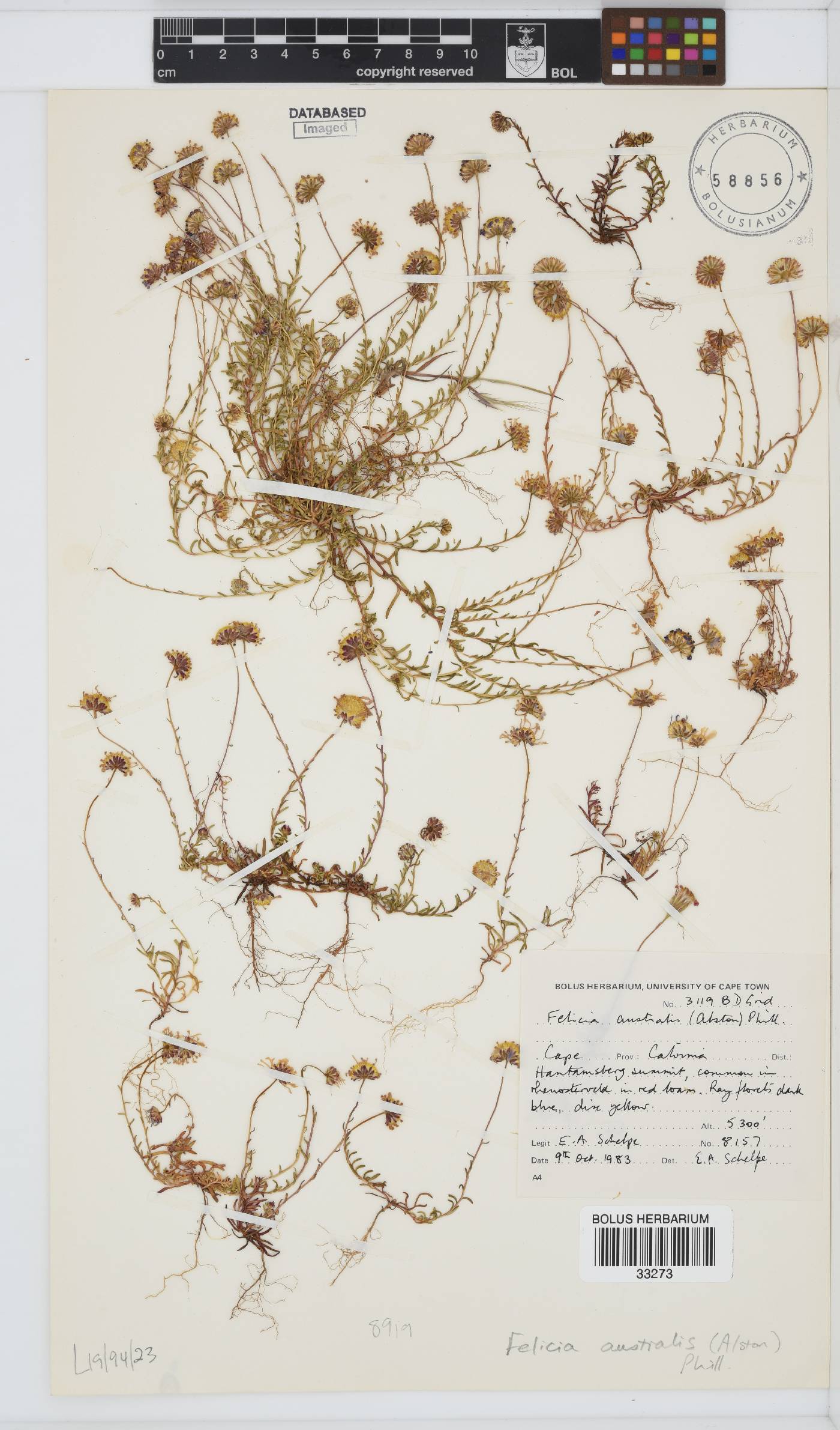Felicia australis image