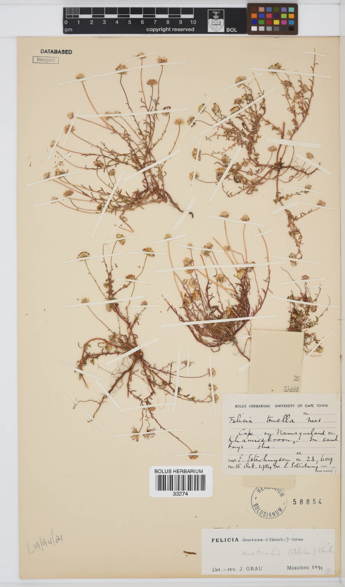 Felicia australis image