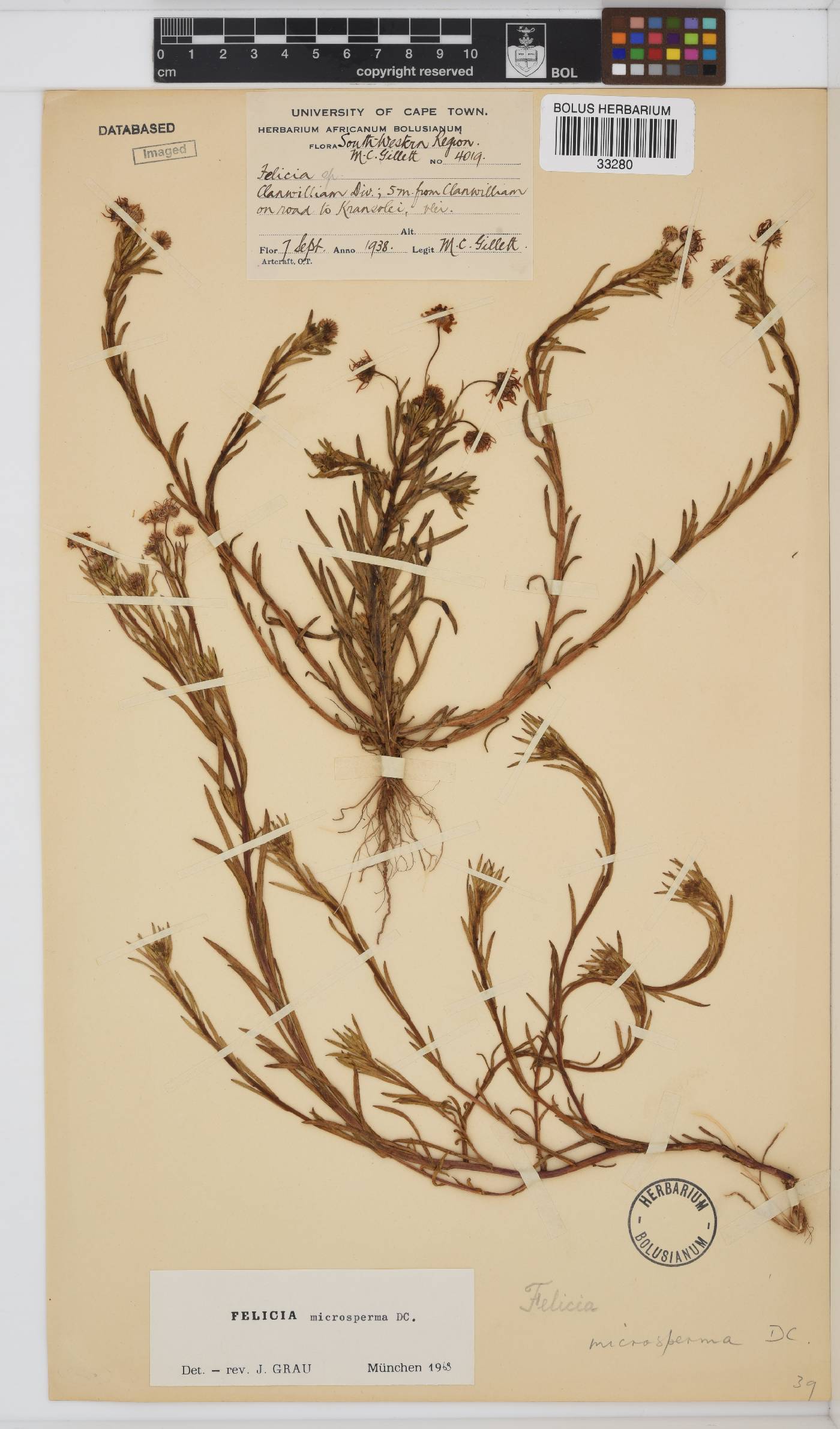 Felicia microsperma image