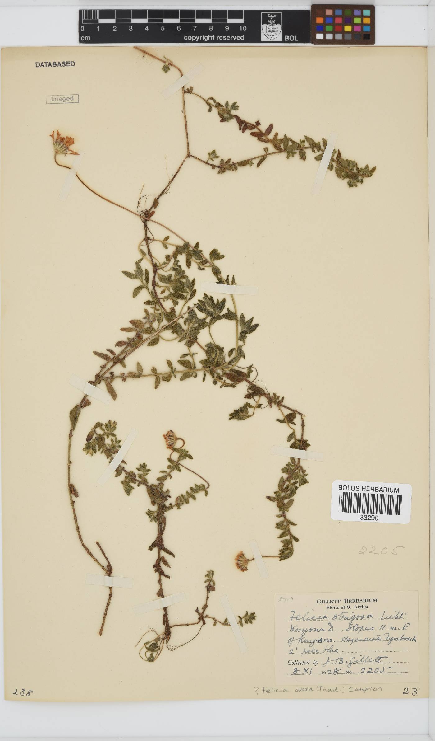 Felicia ovata image