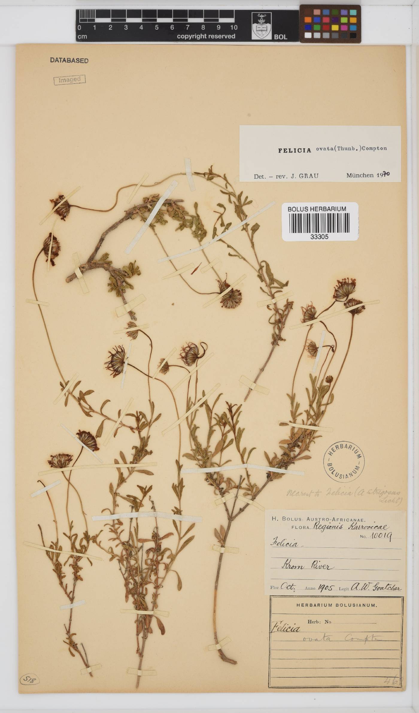 Felicia ovata image