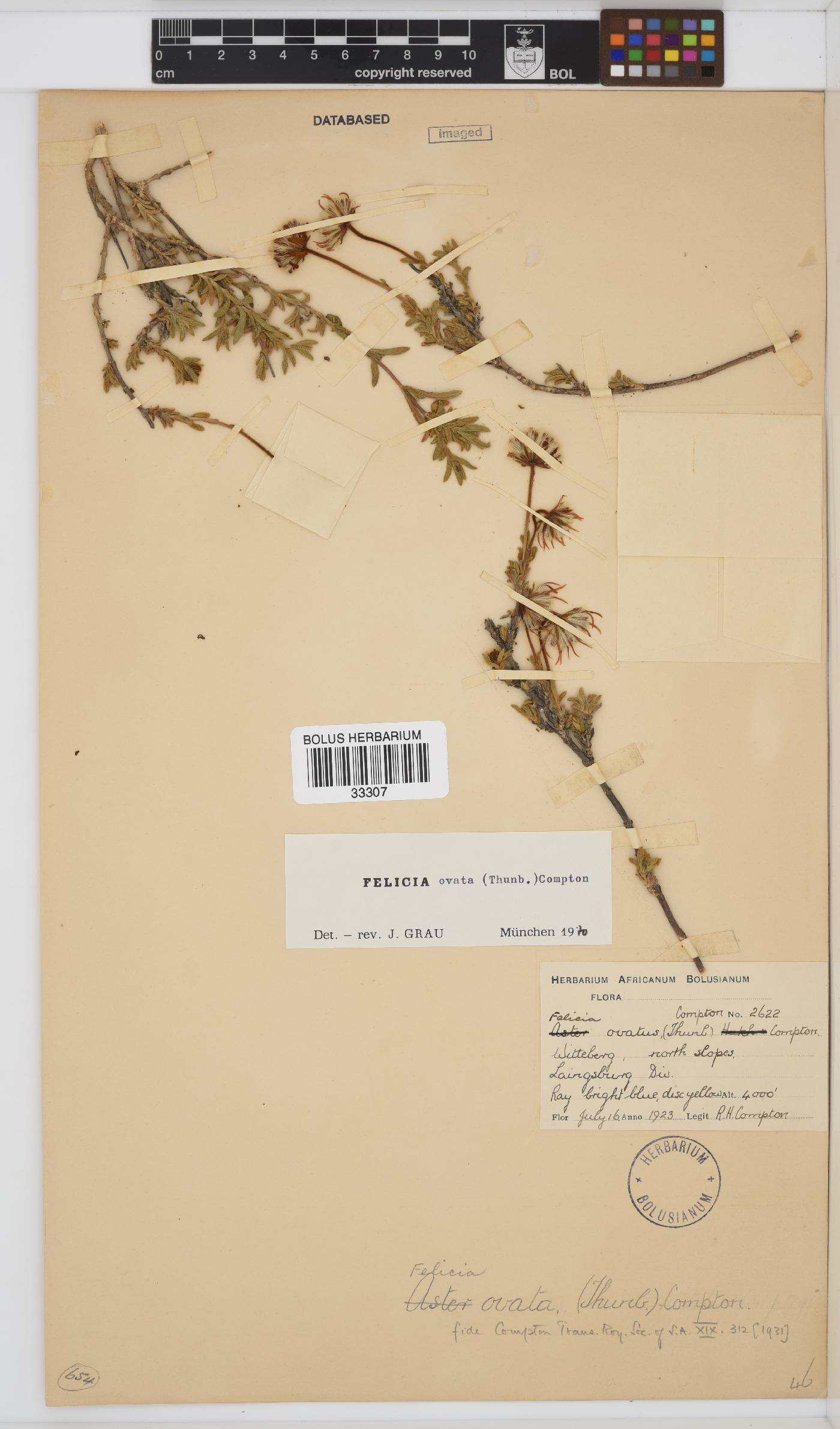 Felicia ovata image