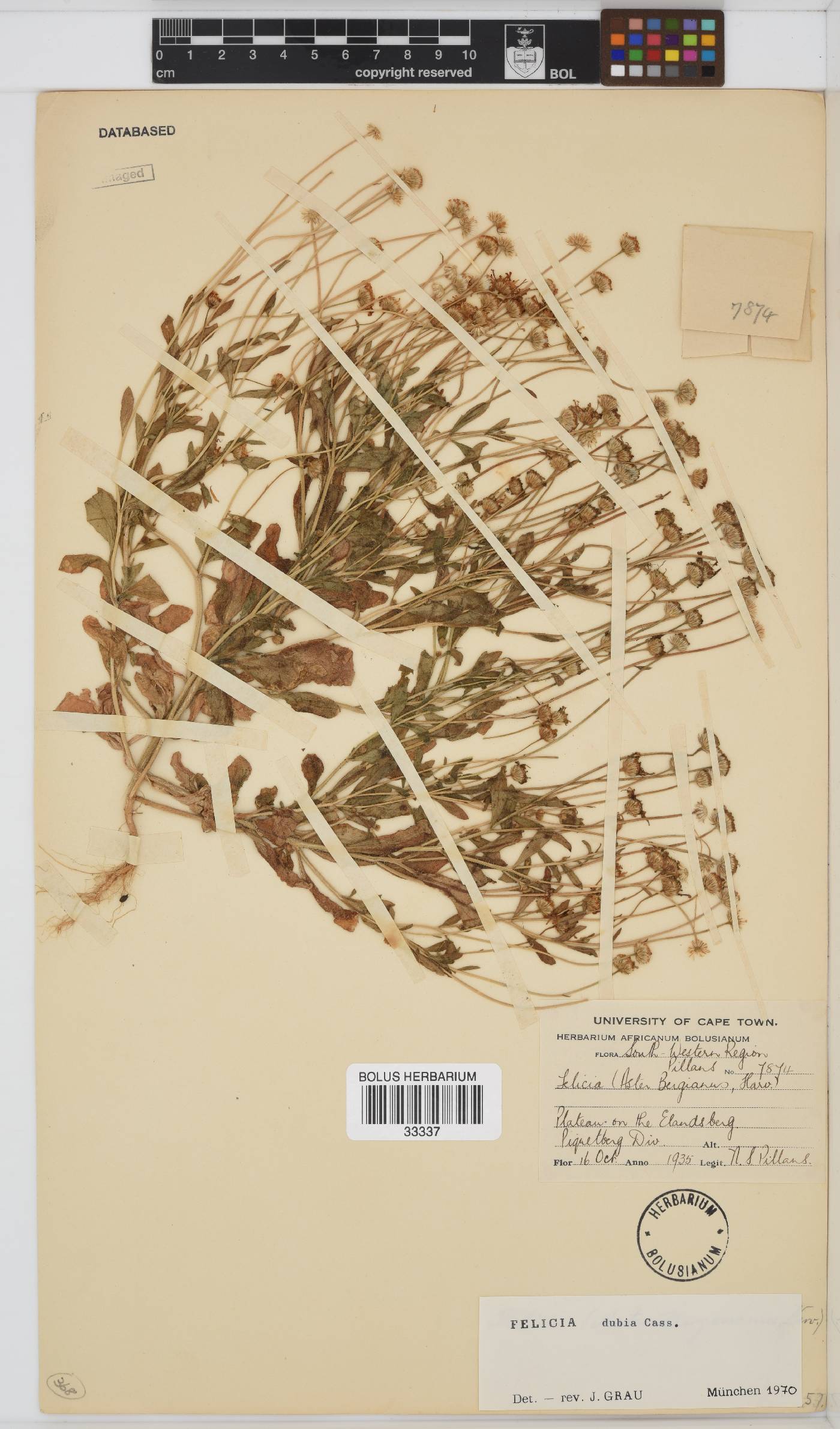Felicia dubia image