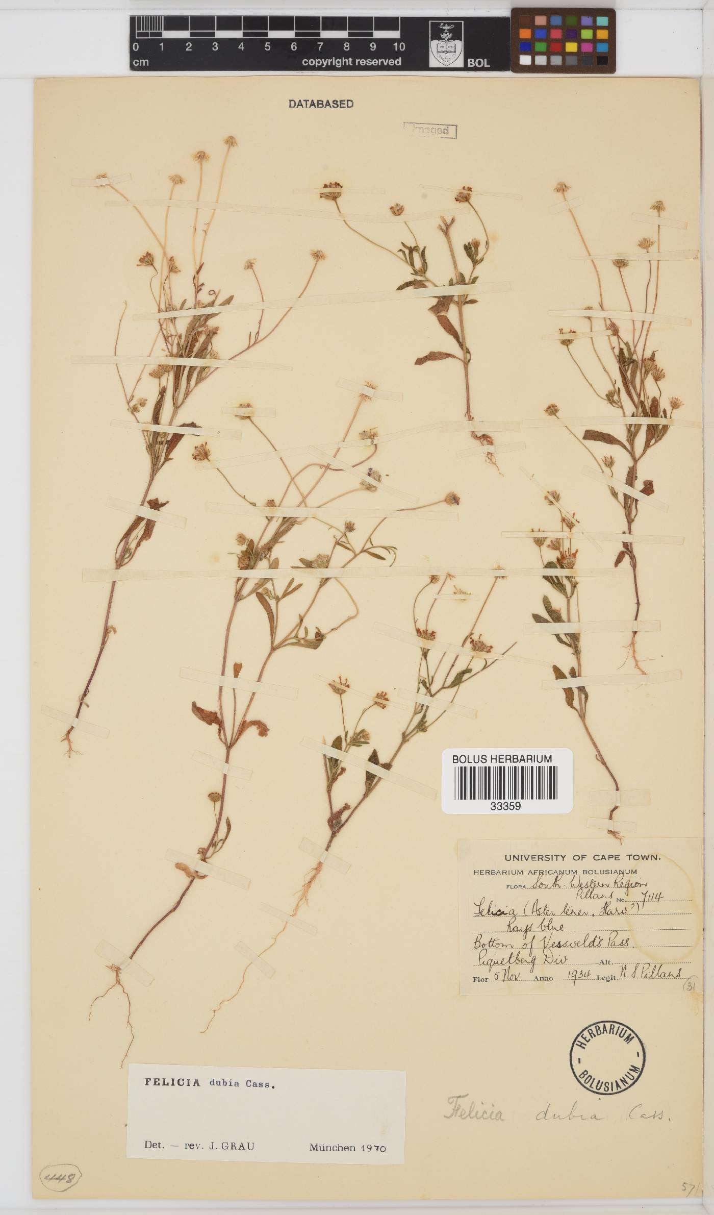 Felicia dubia image