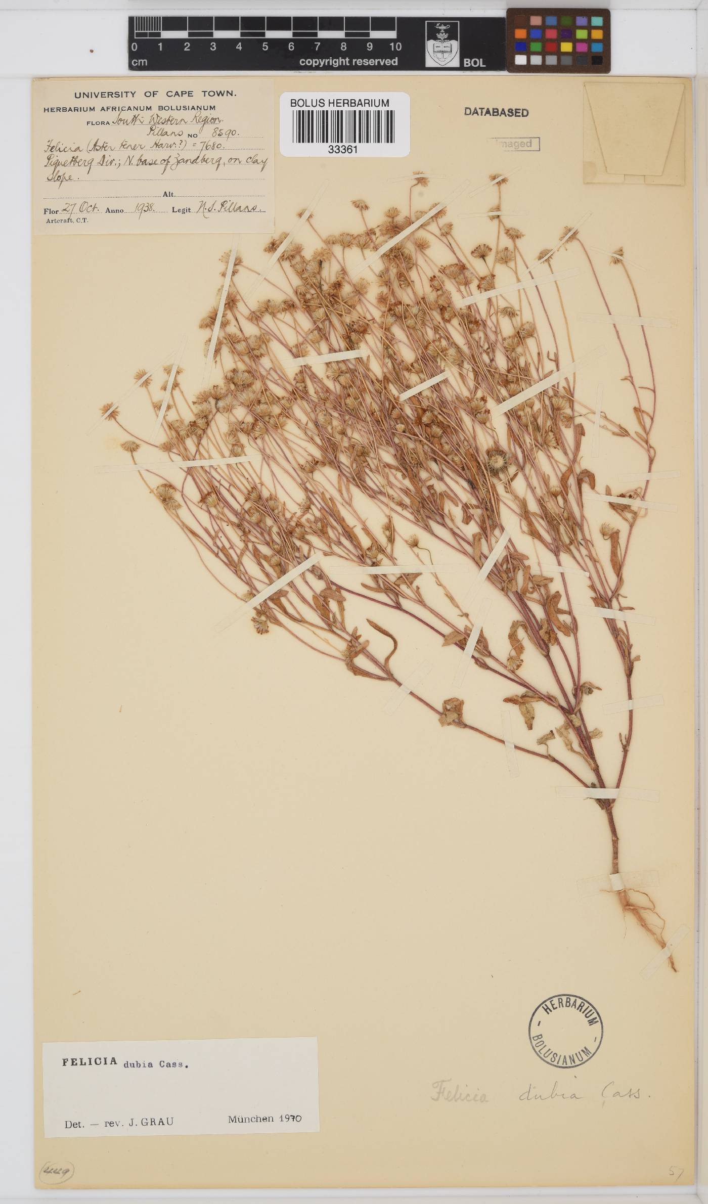 Felicia dubia image