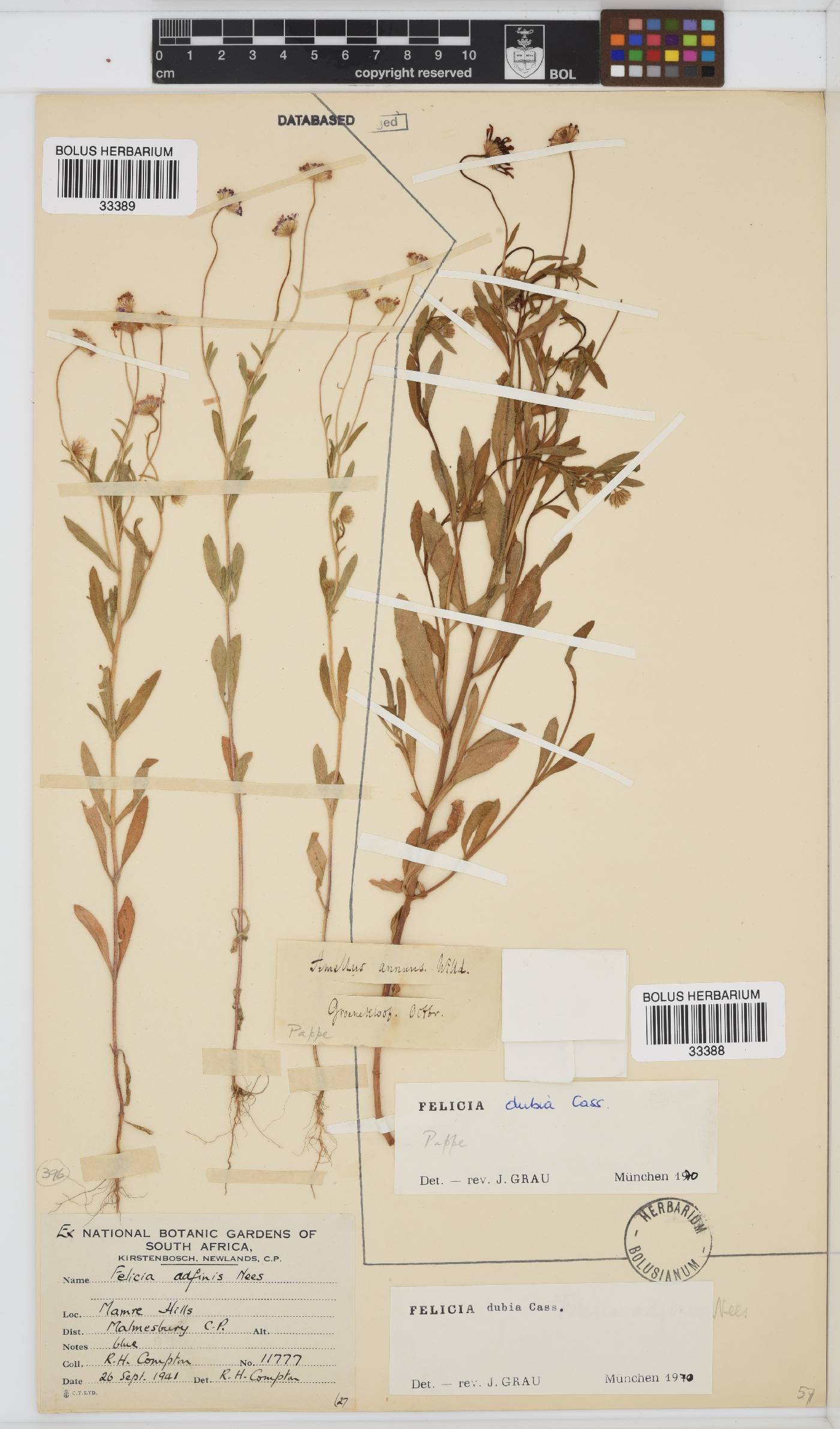 Felicia dubia image