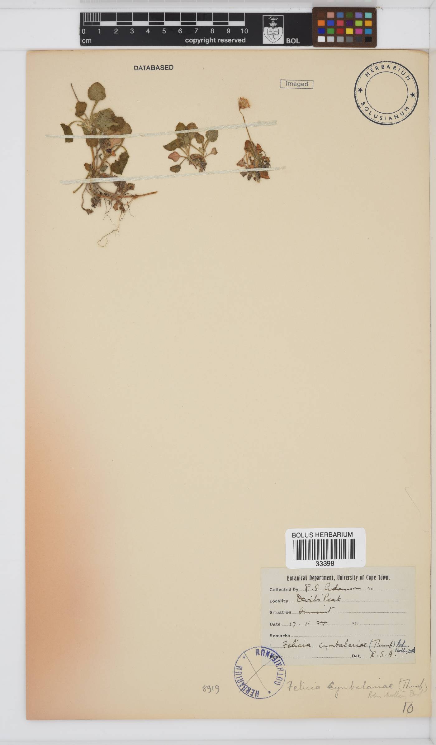 Felicia cymbalariae subsp. cymbalariae image