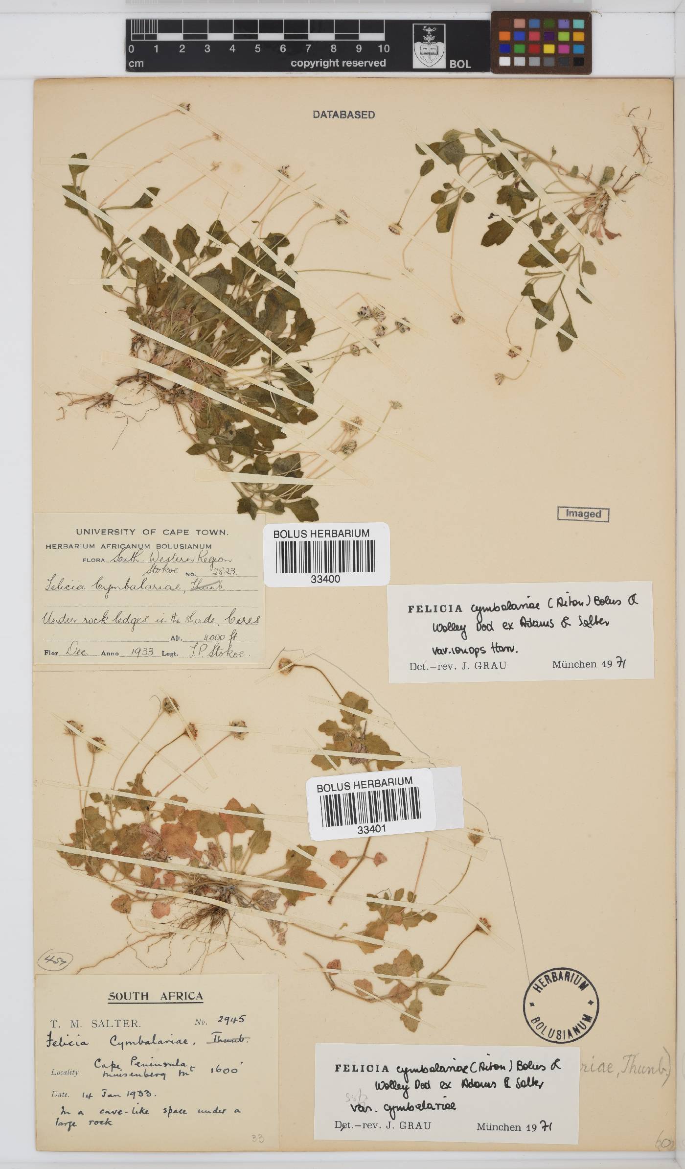 Felicia cymbalariae subsp. cymbalariae image