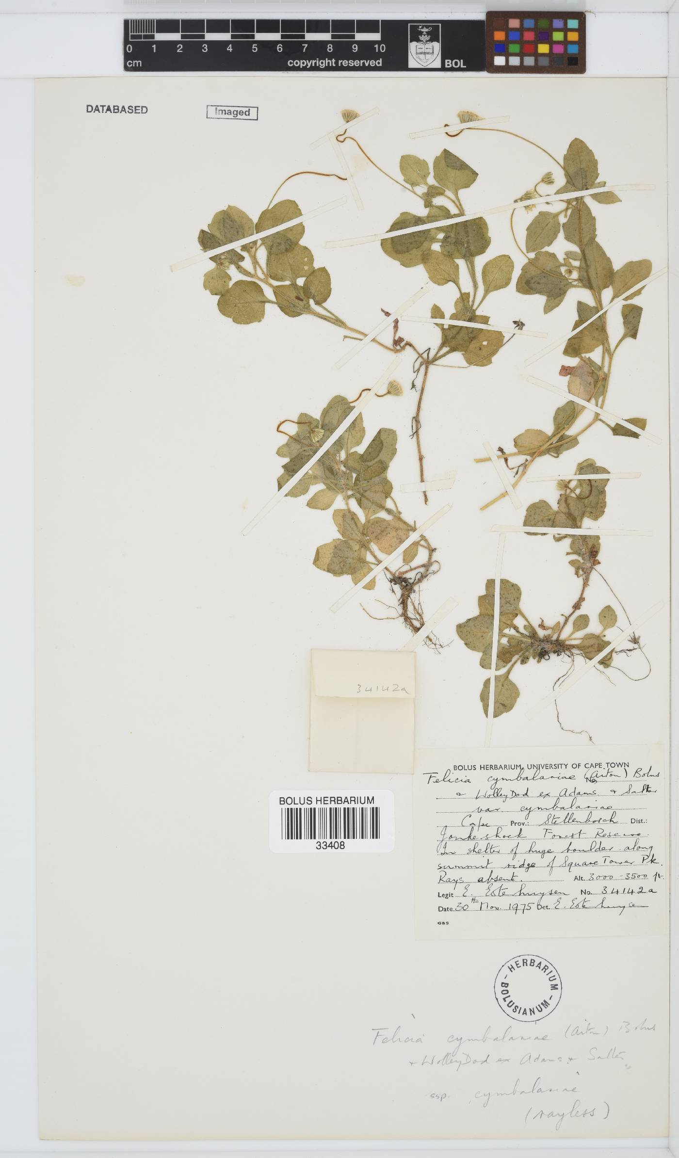 Felicia cymbalariae subsp. cymbalariae image