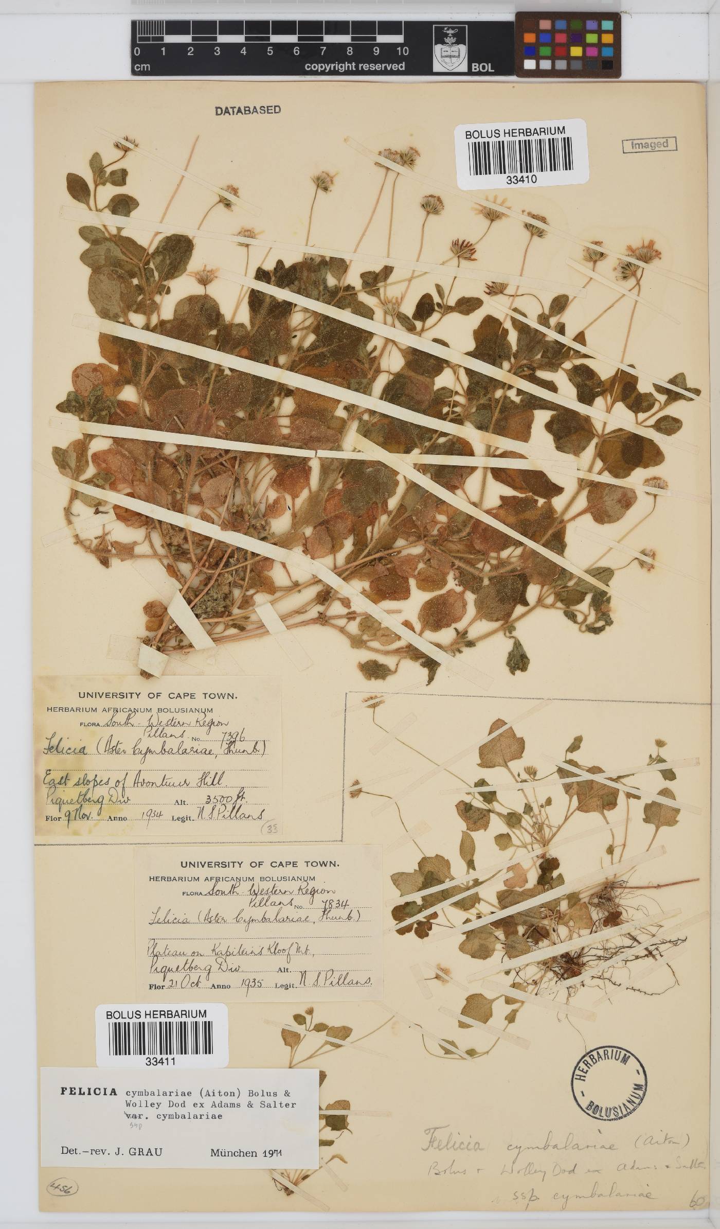 Felicia cymbalariae subsp. cymbalariae image