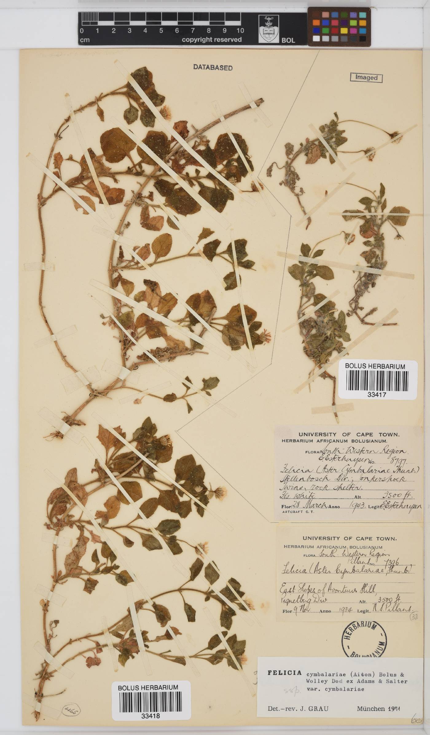 Felicia cymbalariae subsp. cymbalariae image