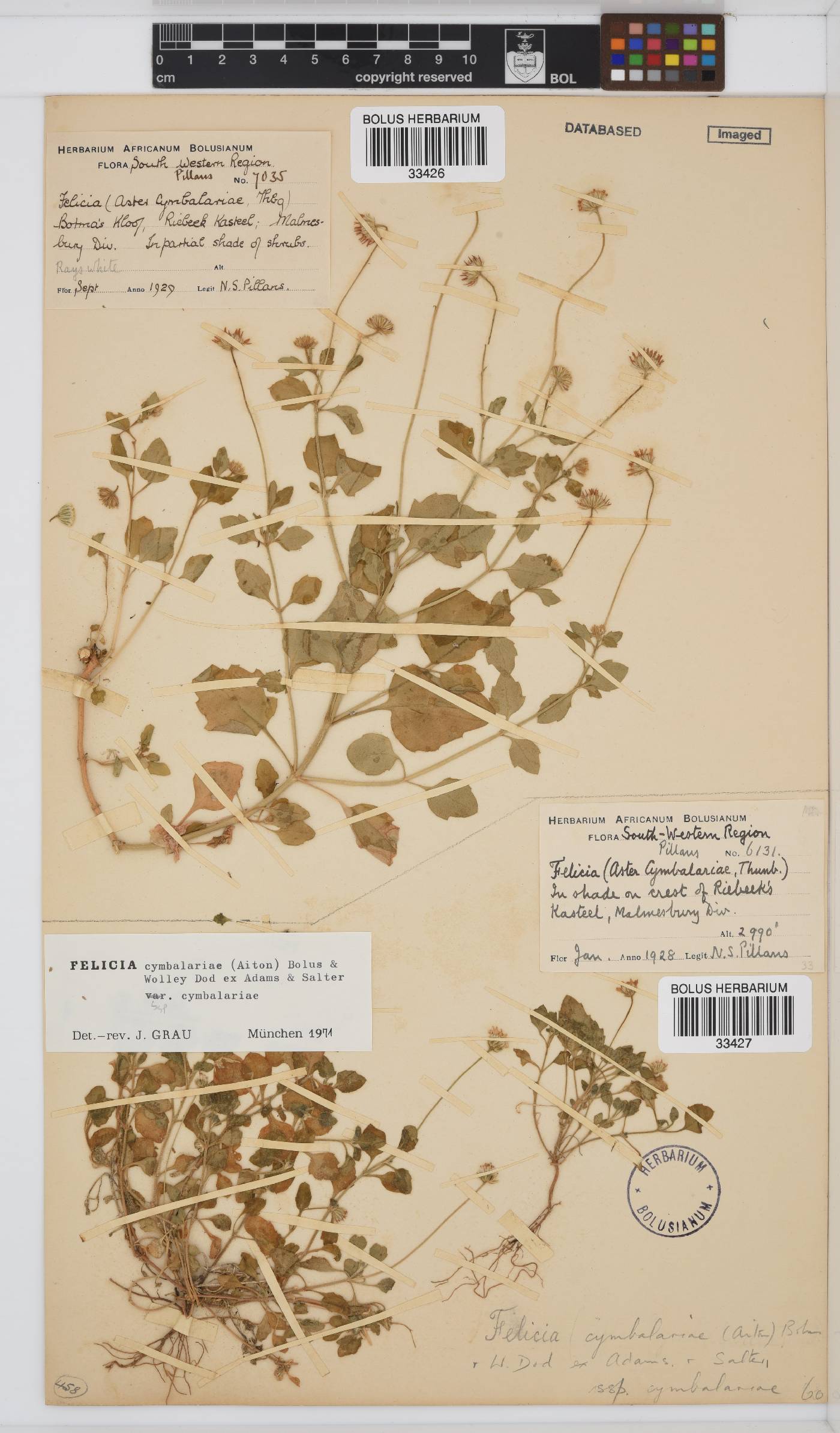 Felicia cymbalariae subsp. cymbalariae image