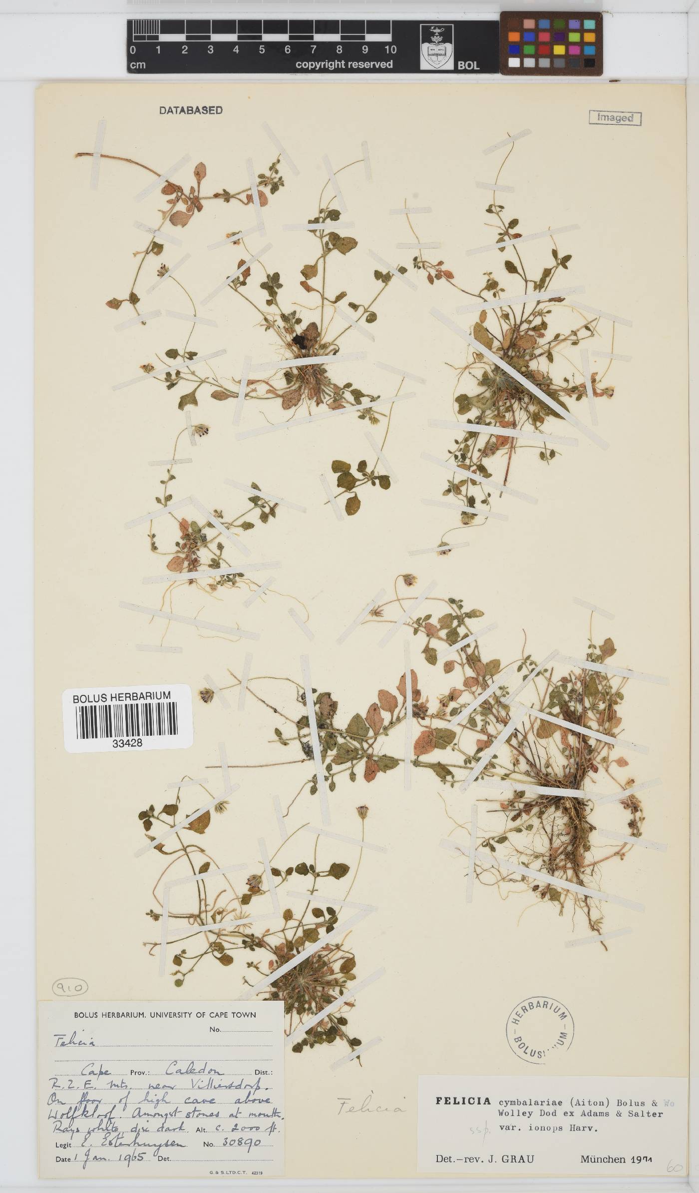 Felicia cymbalariae subsp. ionops image
