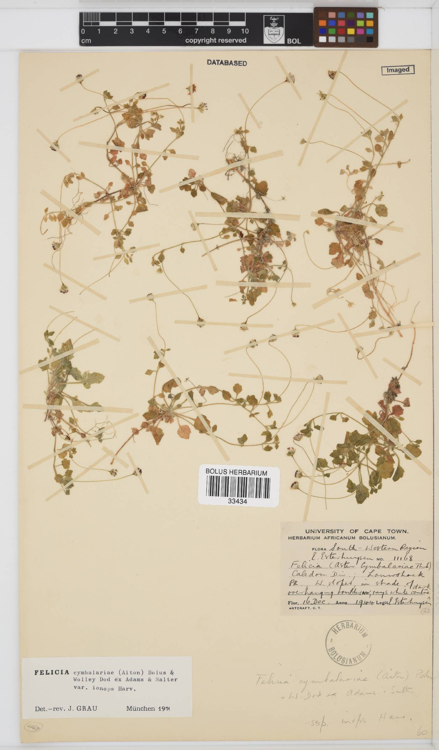 Felicia cymbalariae image