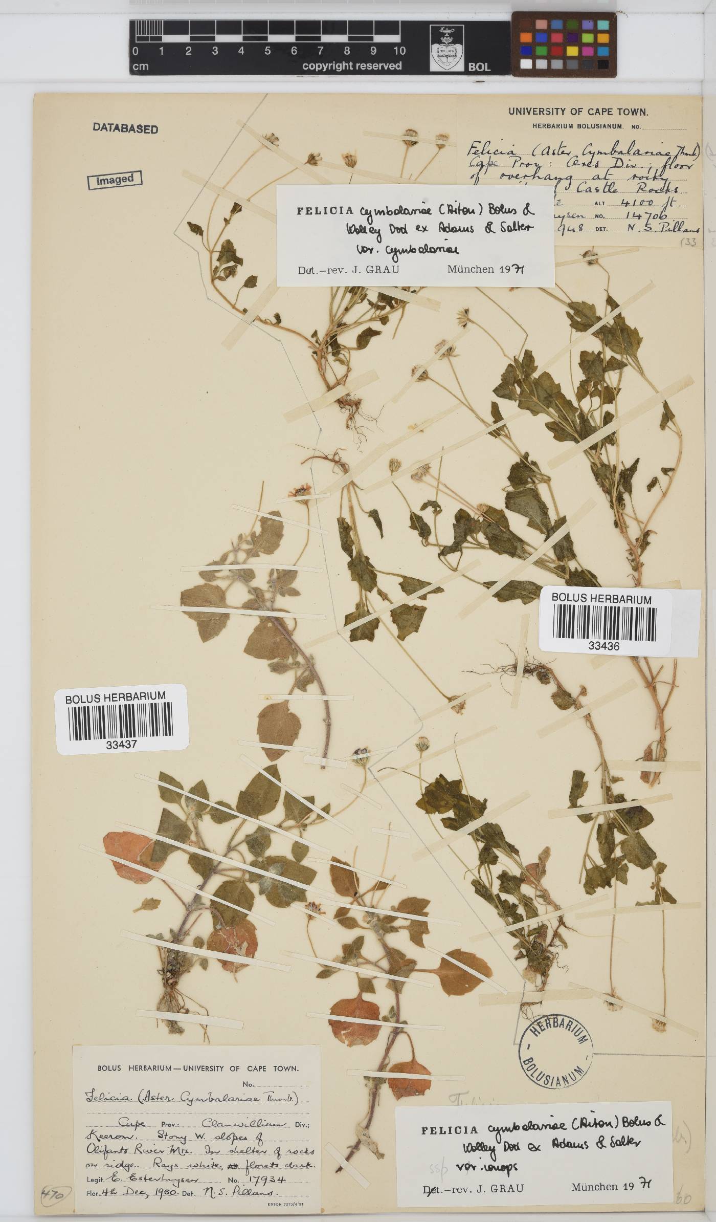 Felicia cymbalariae image