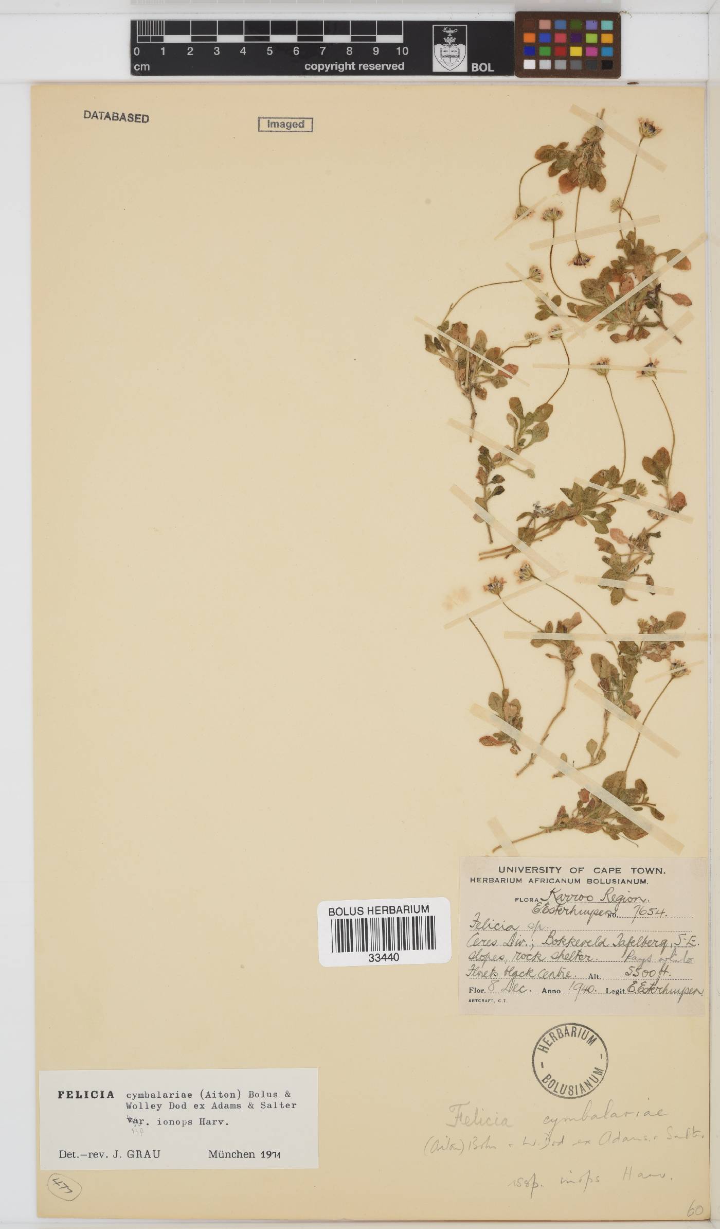 Felicia cymbalariae subsp. ionops image
