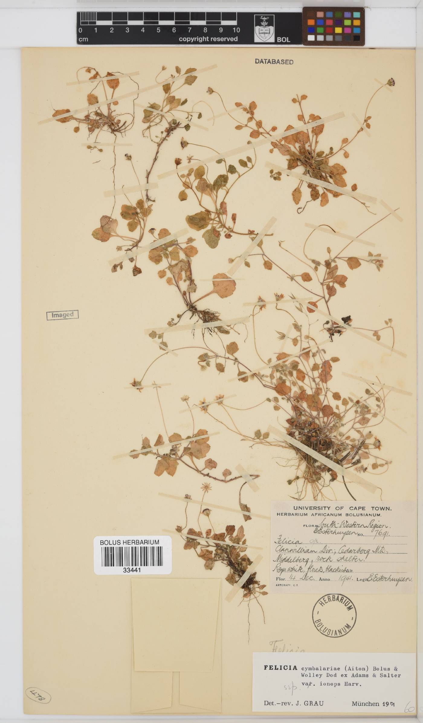 Felicia cymbalariae image