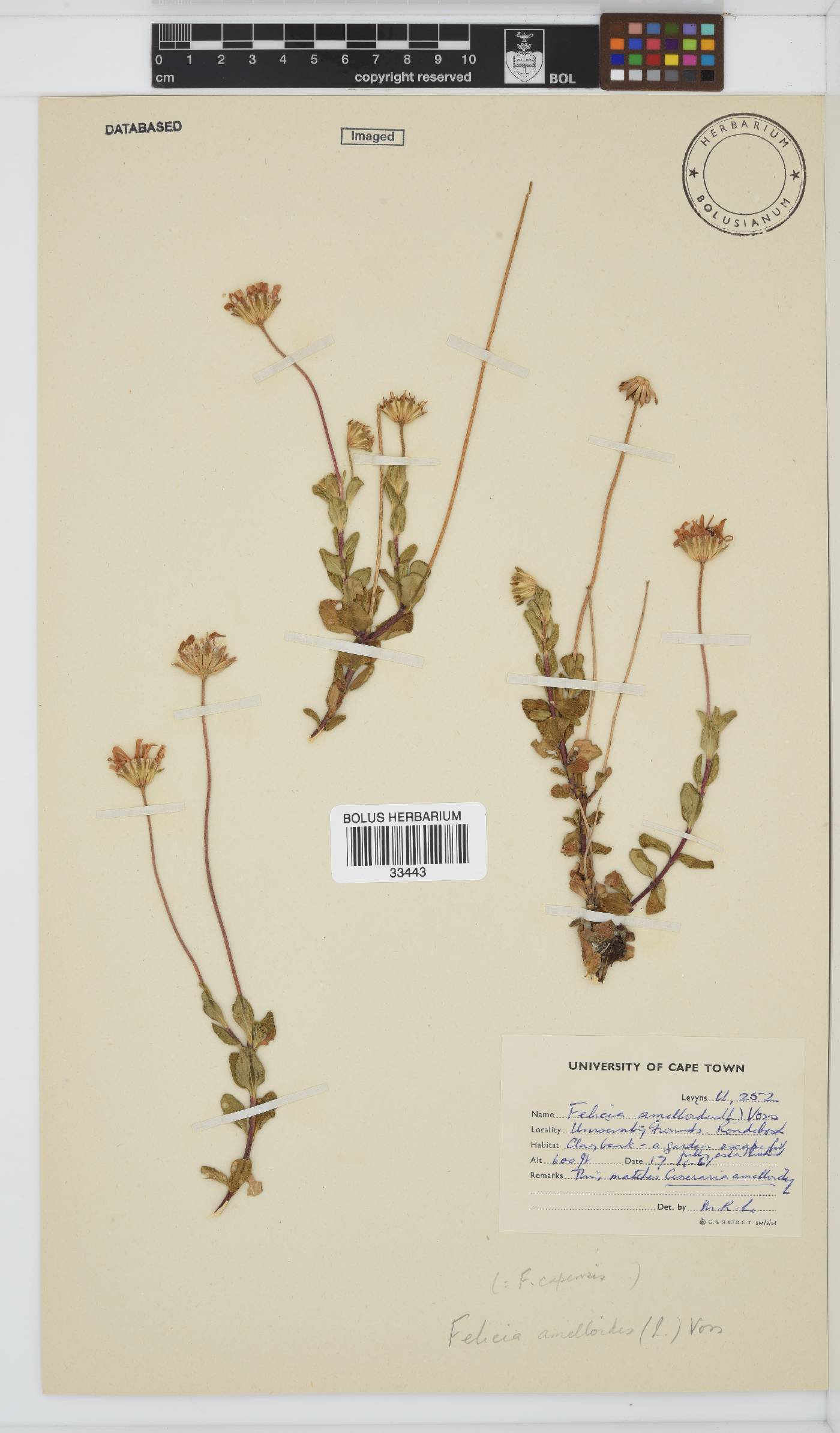 Felicia amelloides image