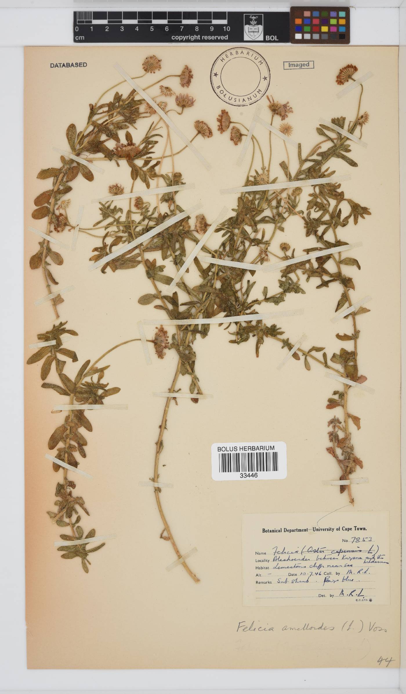 Felicia amelloides image