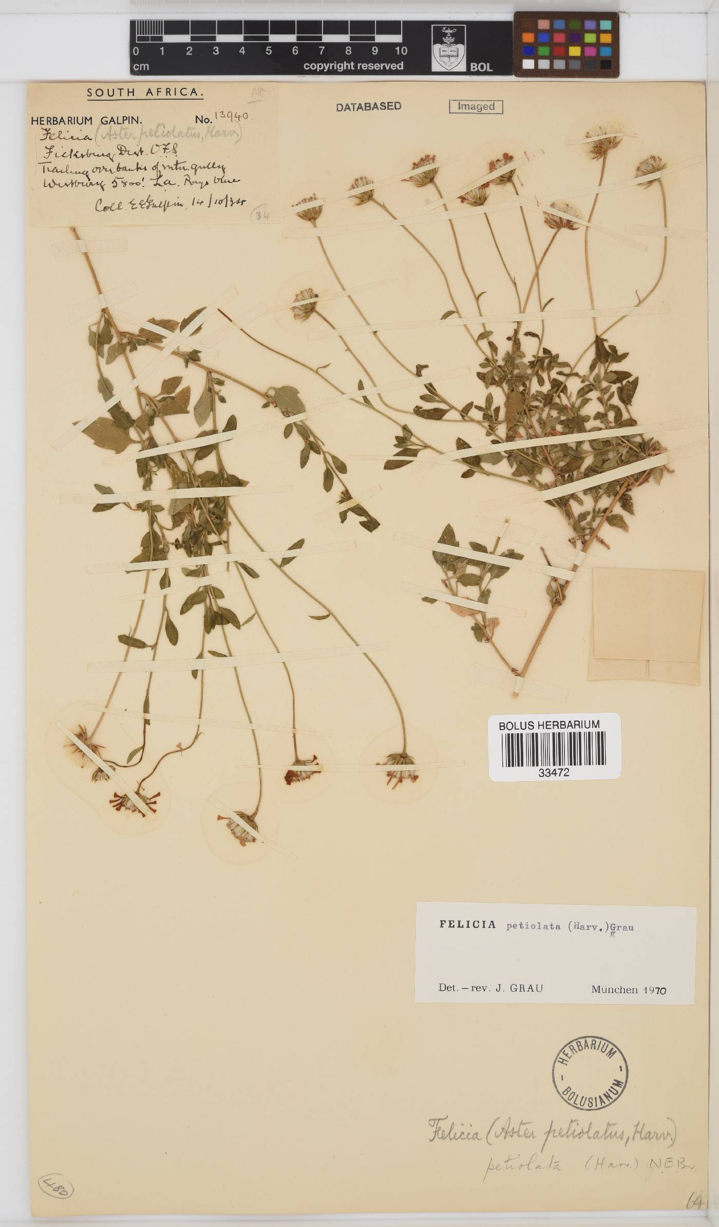 Felicia petiolata image