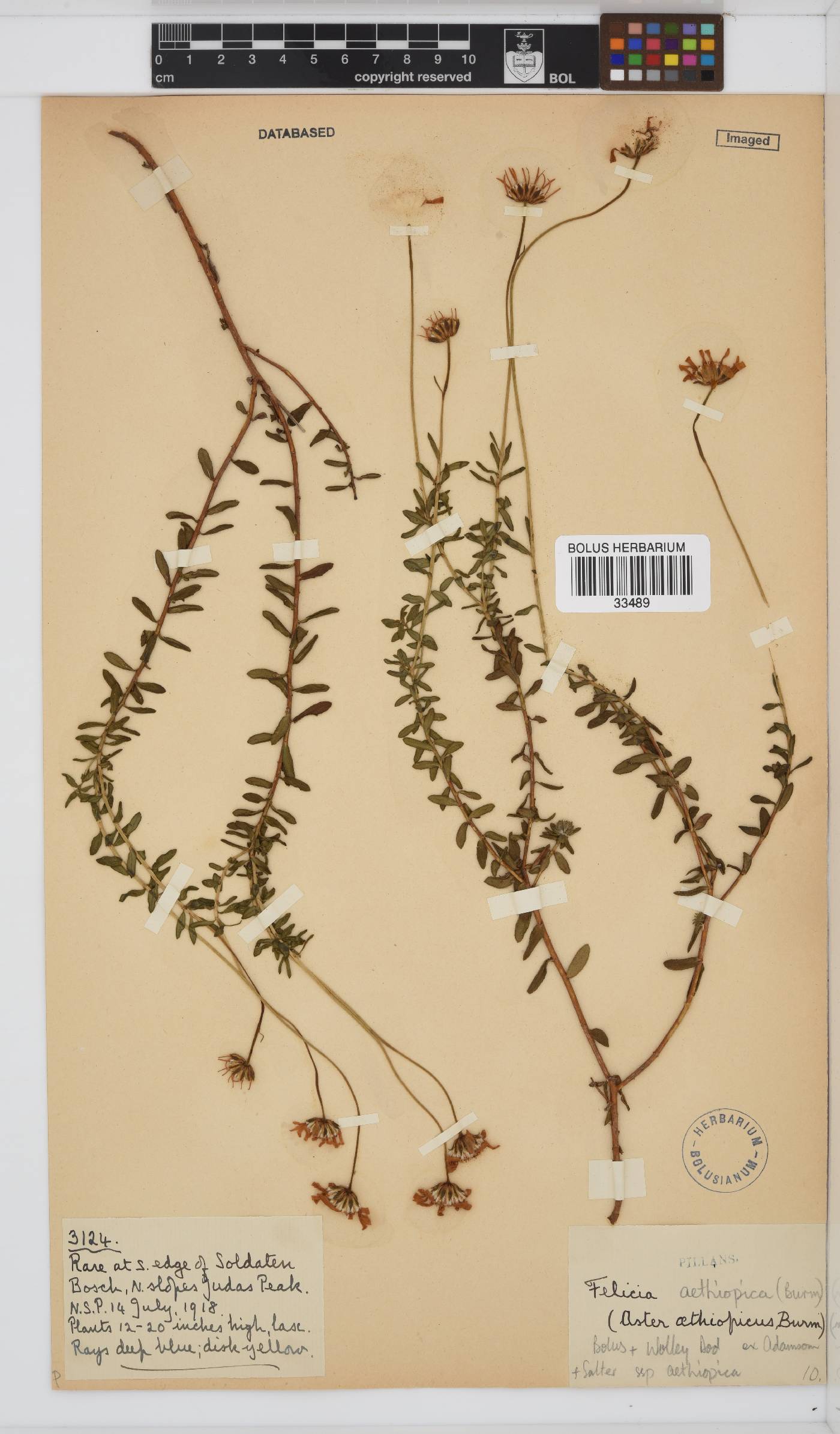 Felicia aethiopica subsp. aethiopica image