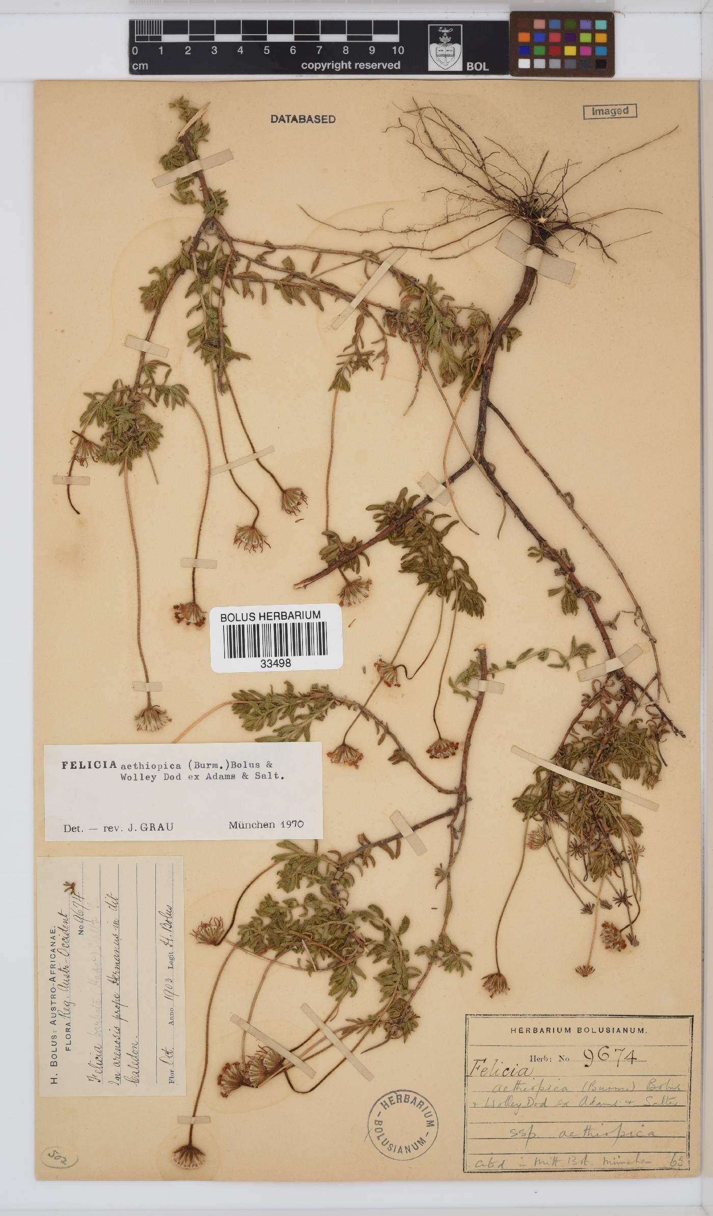 Felicia aethiopica subsp. aethiopica image