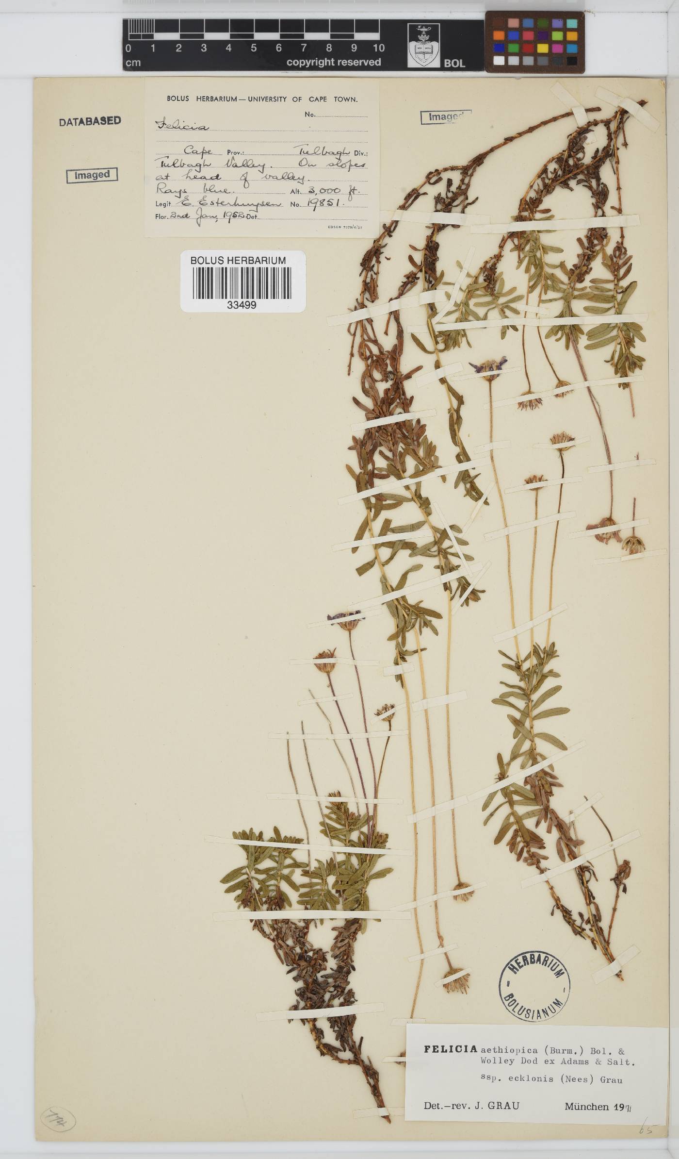 Felicia aethiopica image