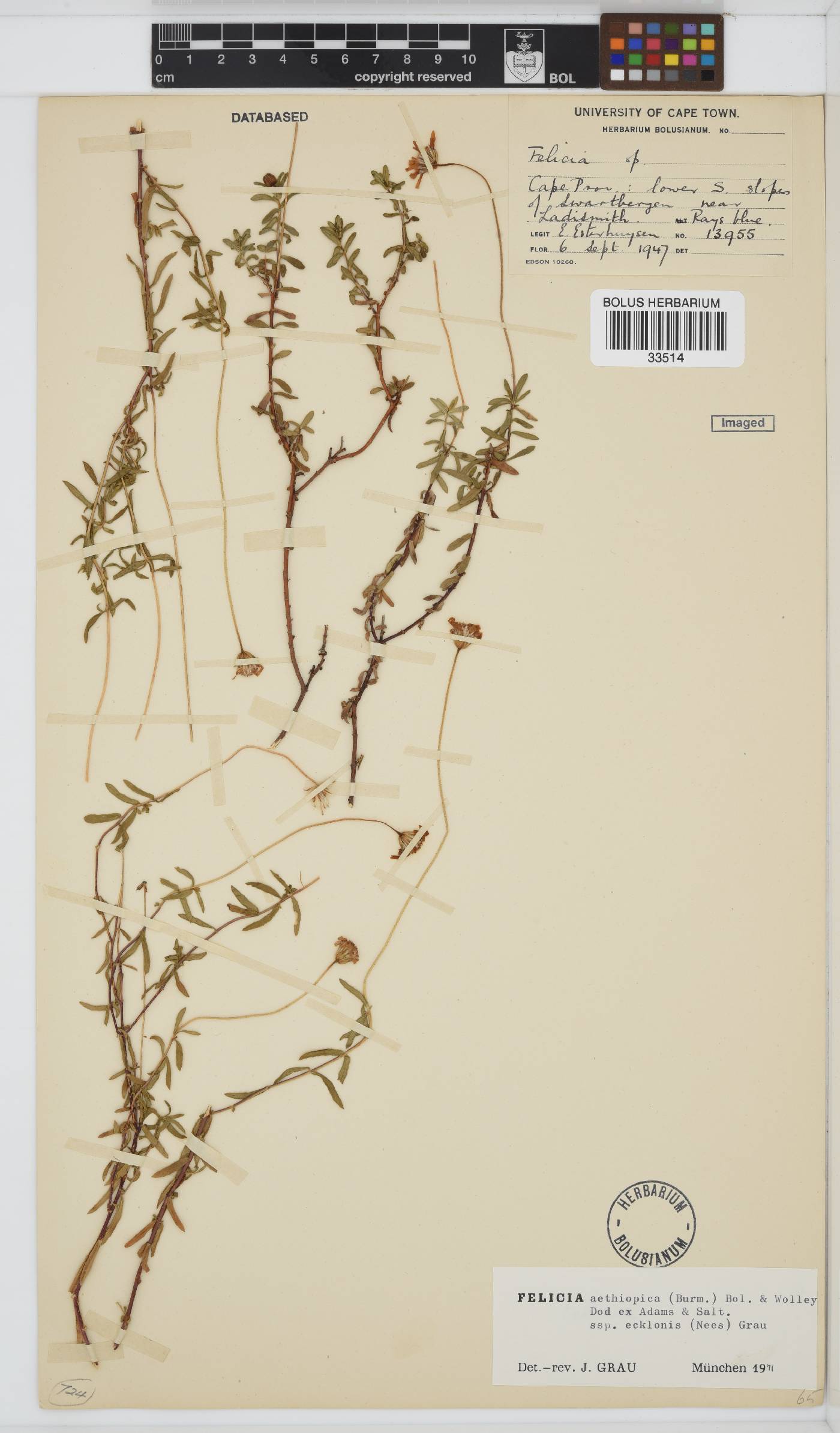 Felicia aethiopica subsp. ecklonis image