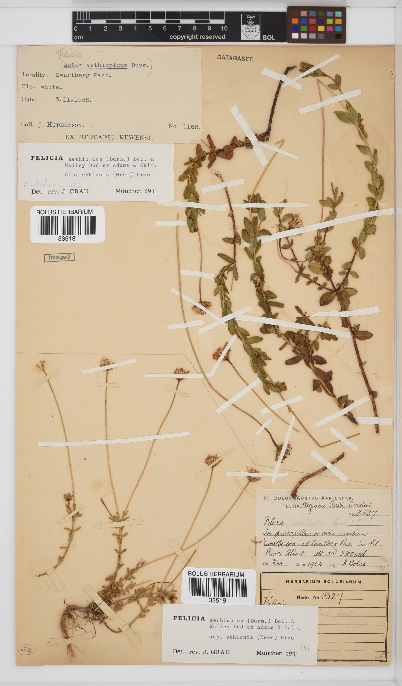 Felicia aethiopica subsp. ecklonis image