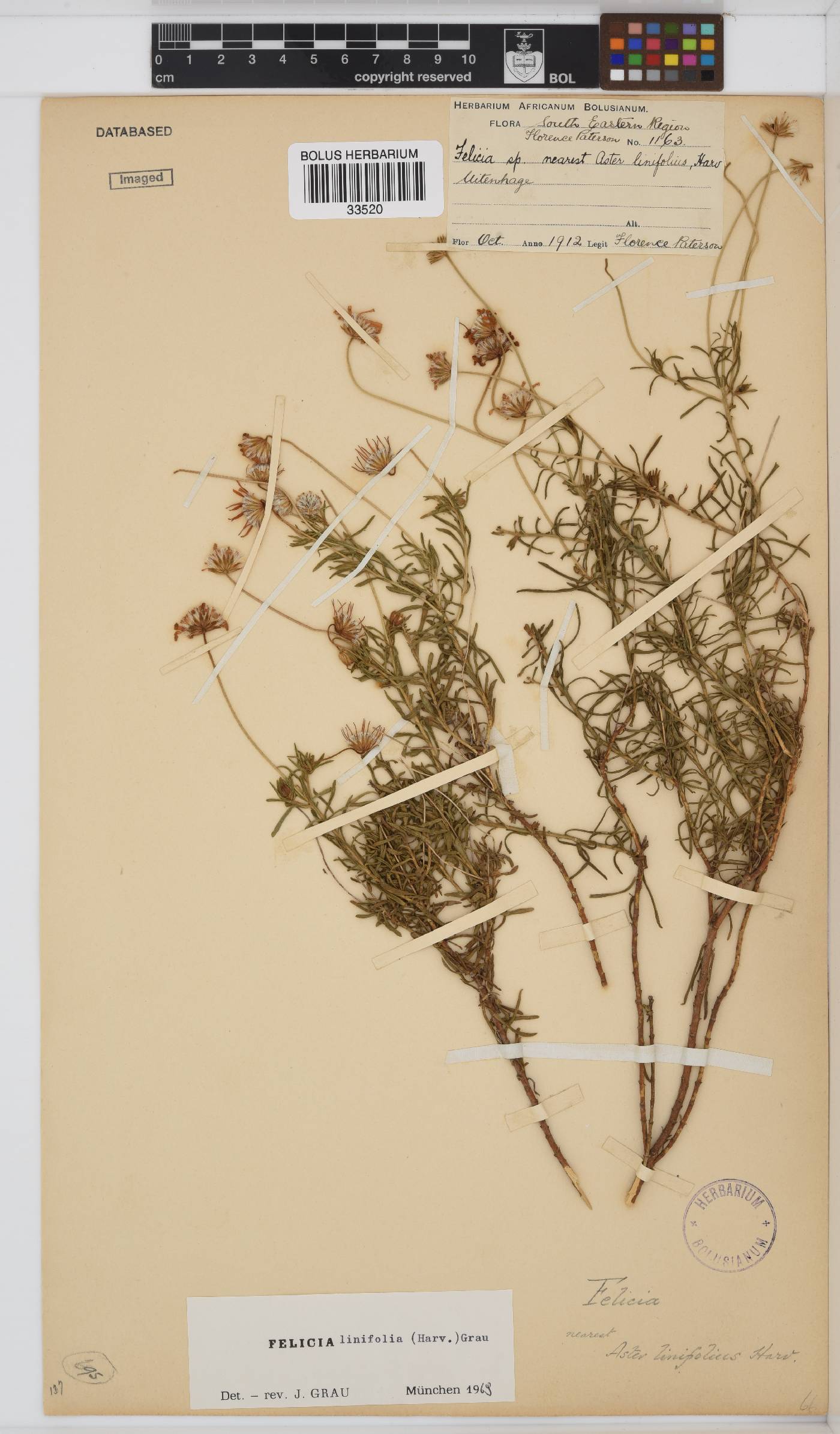 Felicia linifolia image