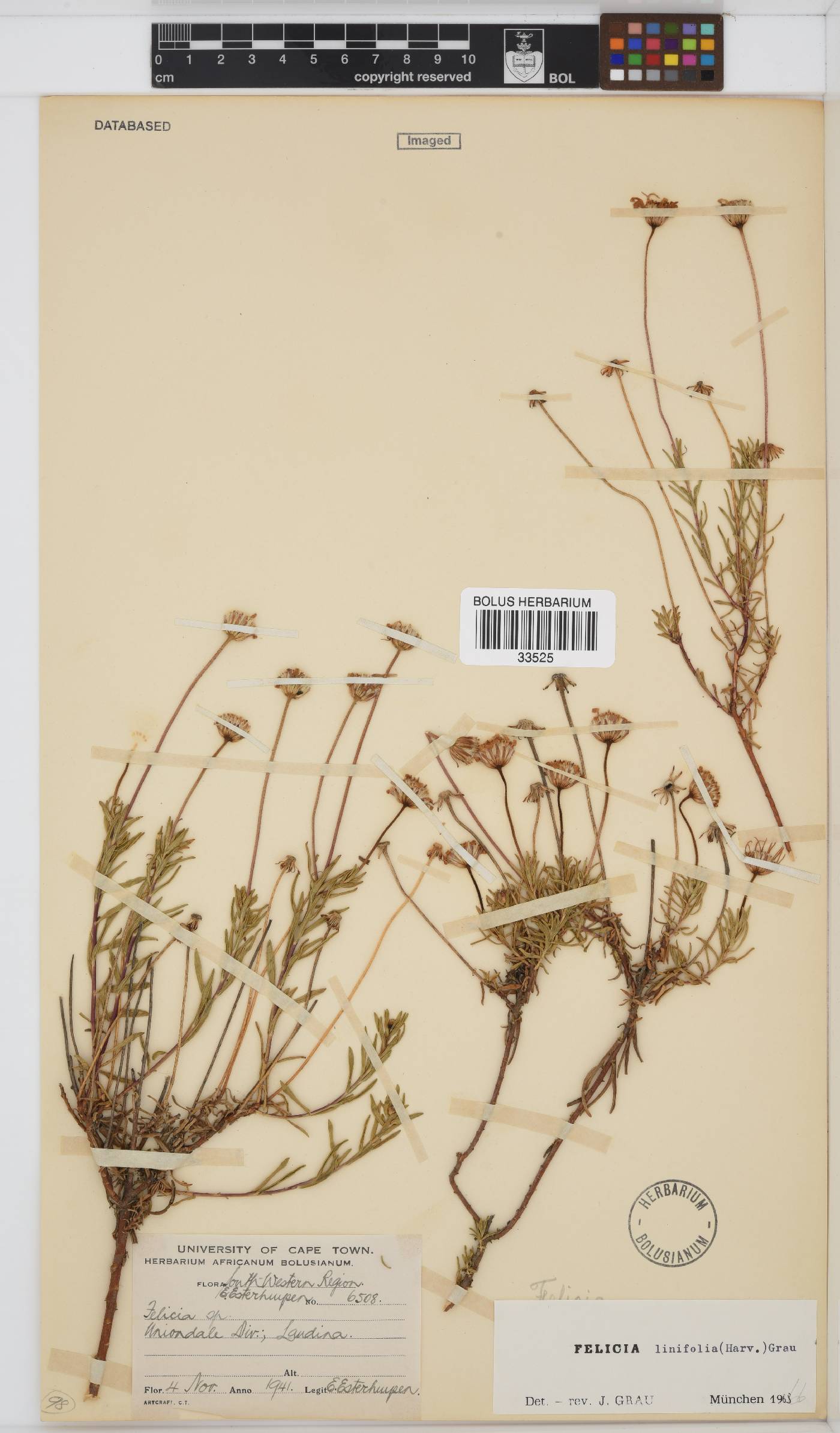 Felicia linifolia image