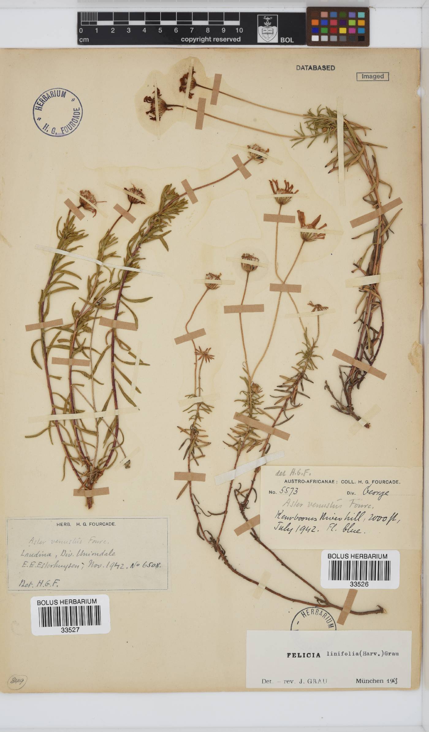 Felicia linifolia image