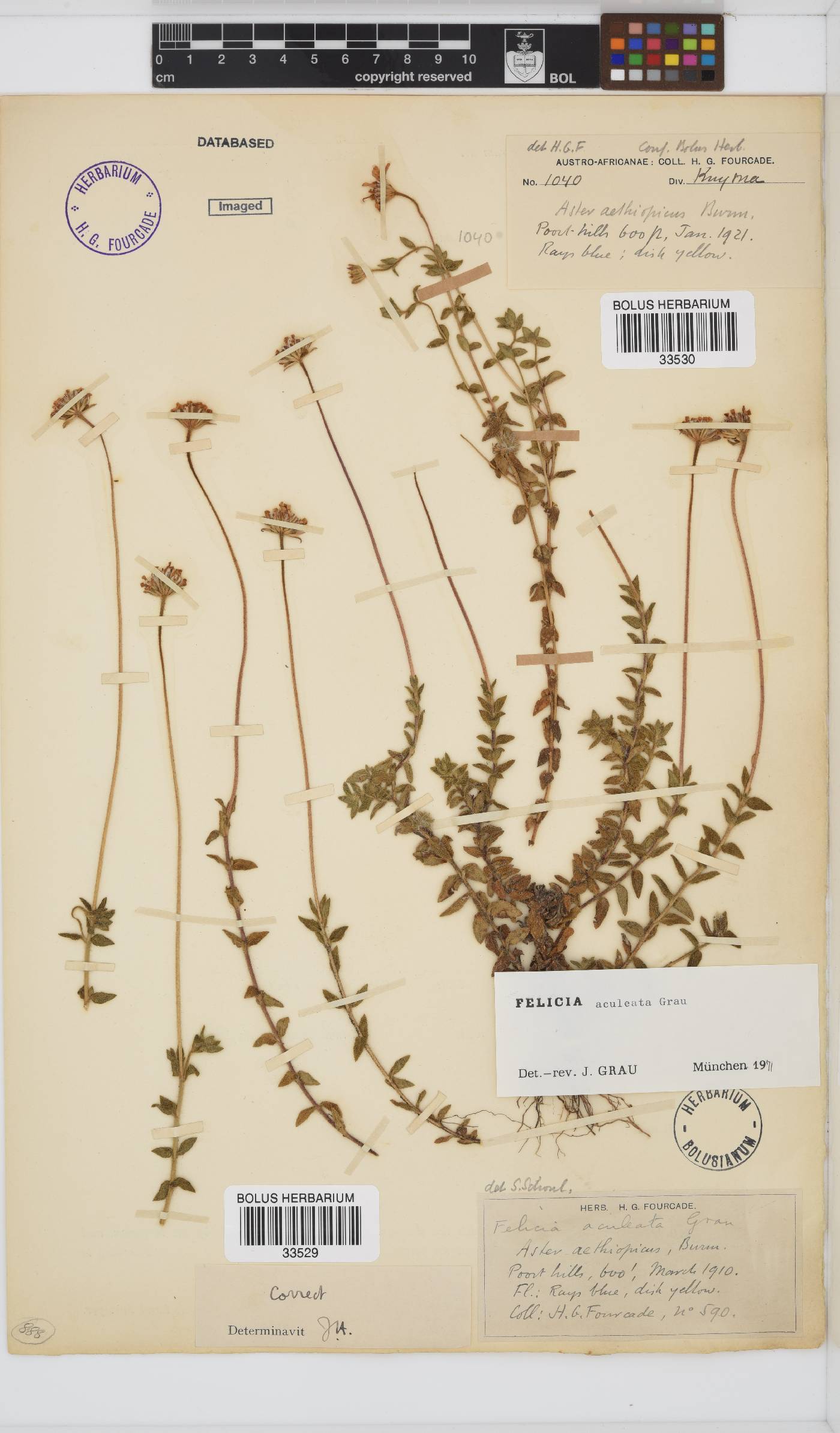 Felicia aculeata image