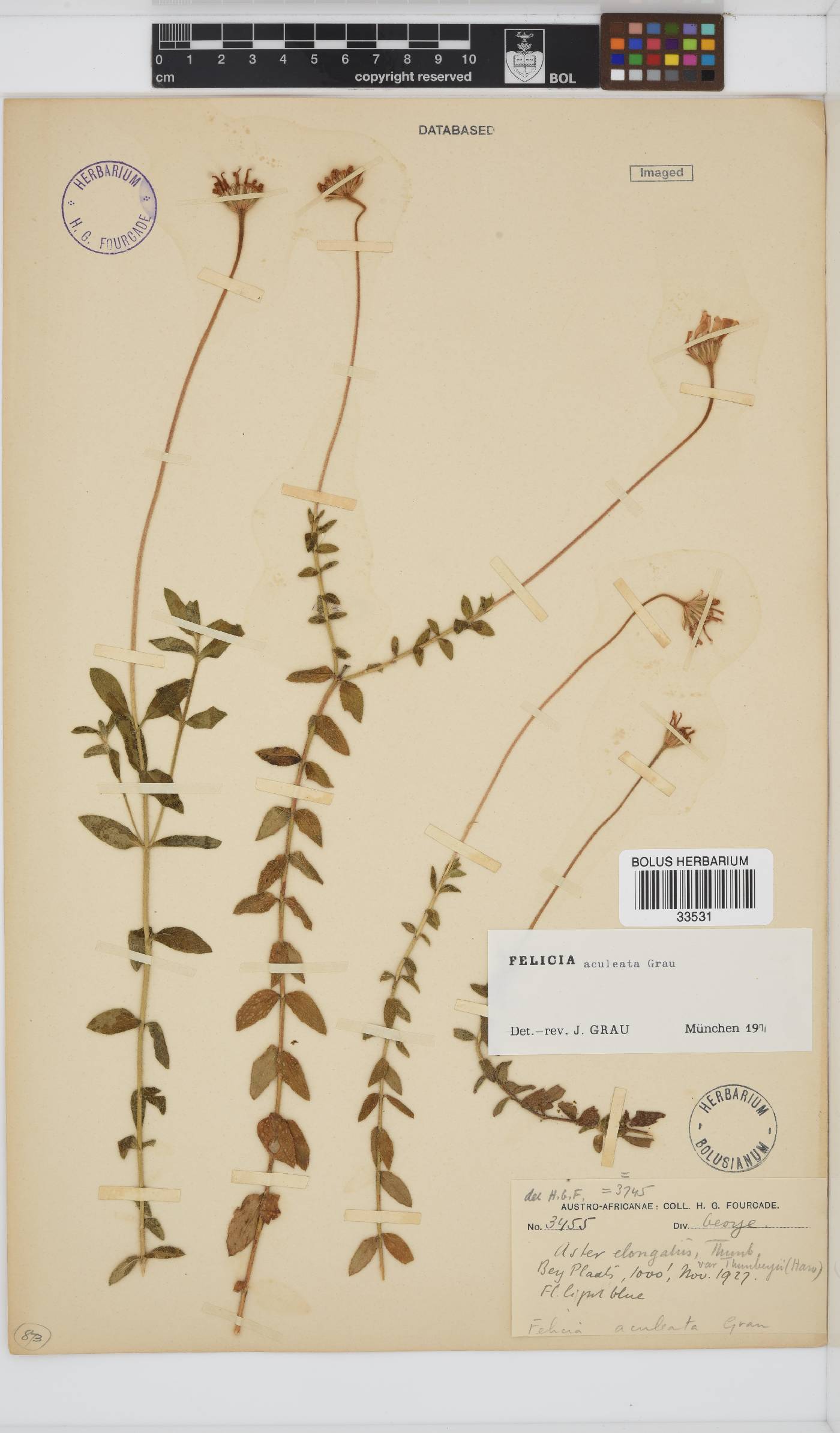 Felicia aculeata image