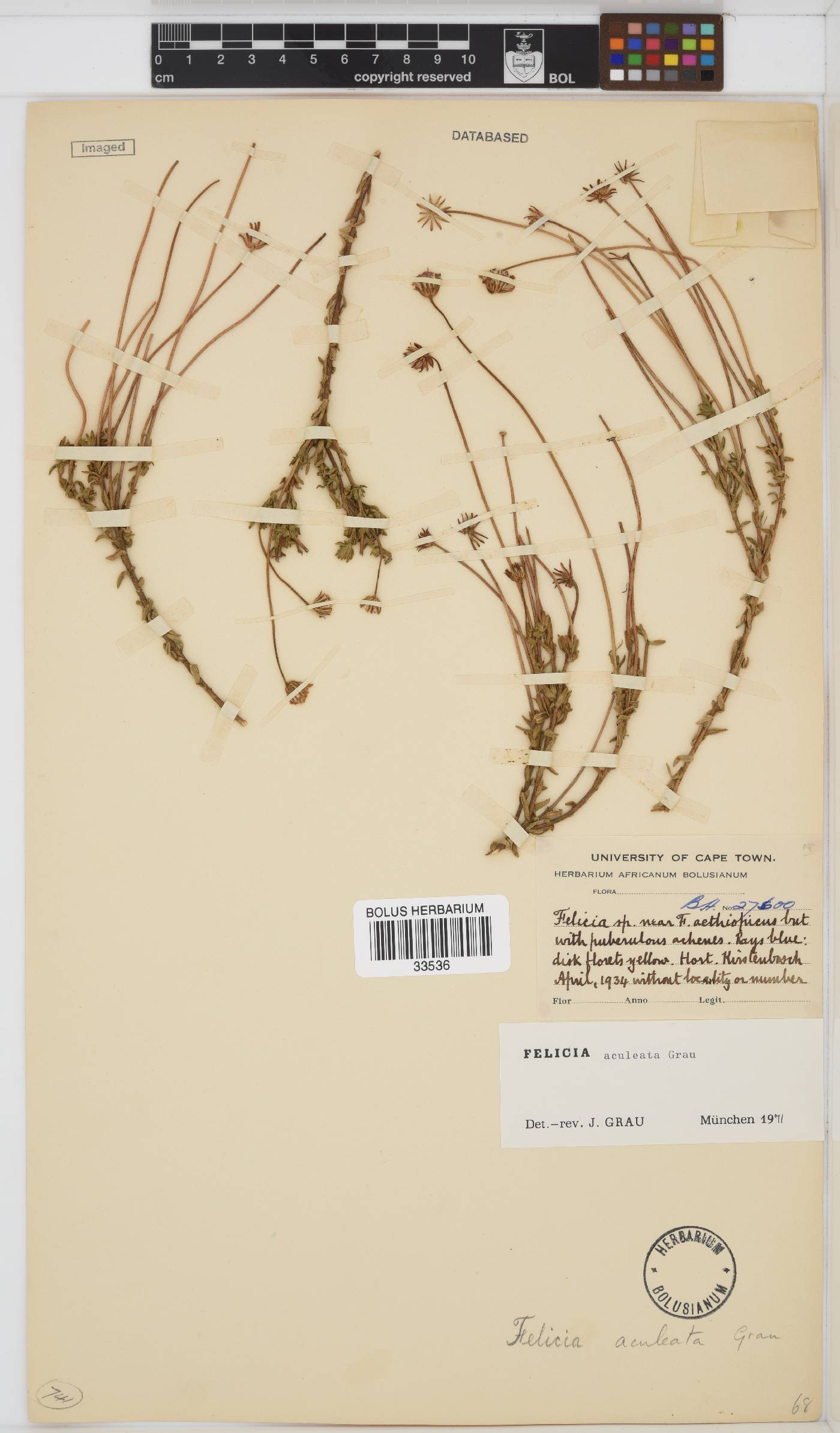 Felicia aculeata image