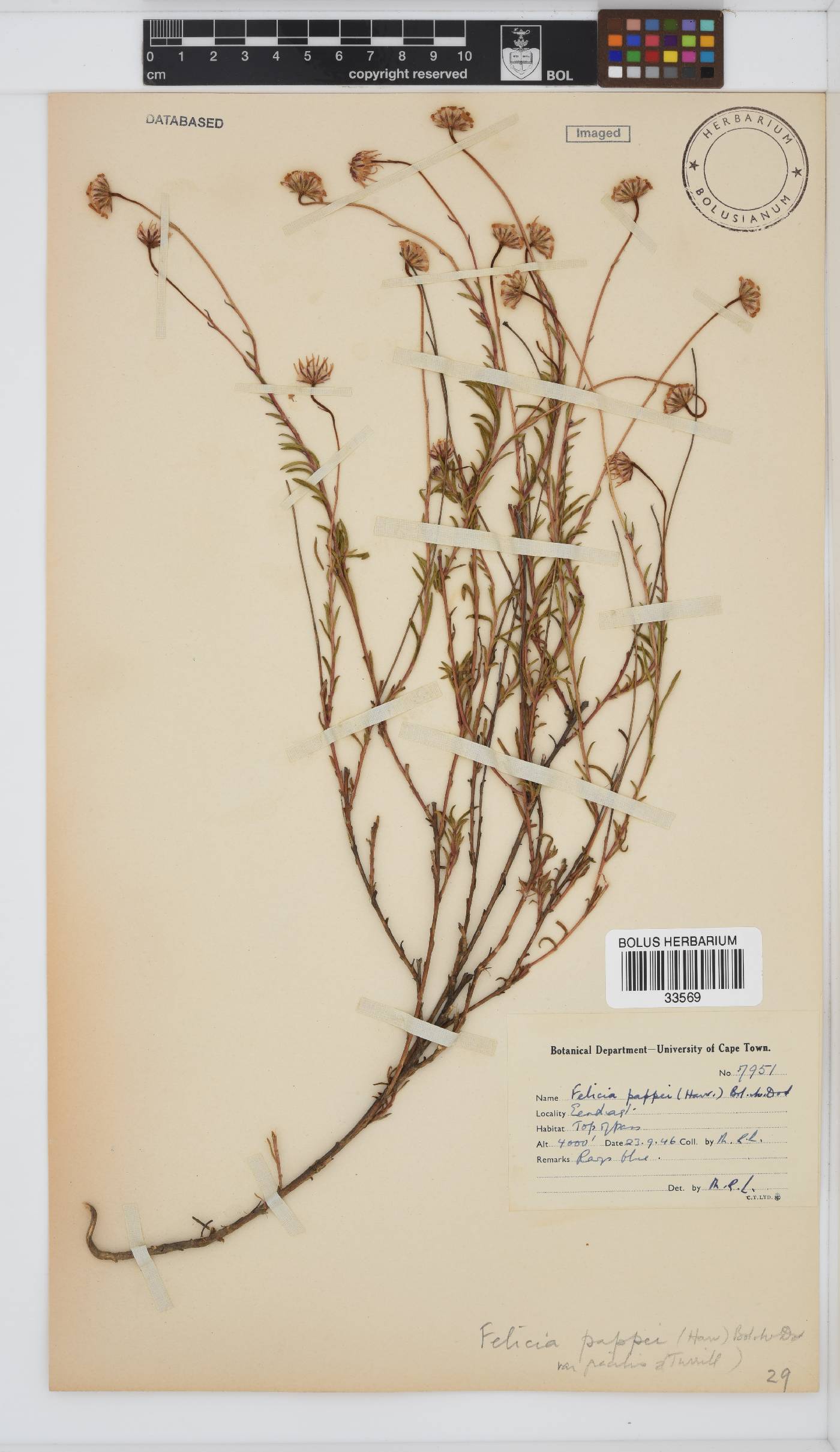 Felicia amoena subsp. amoena image