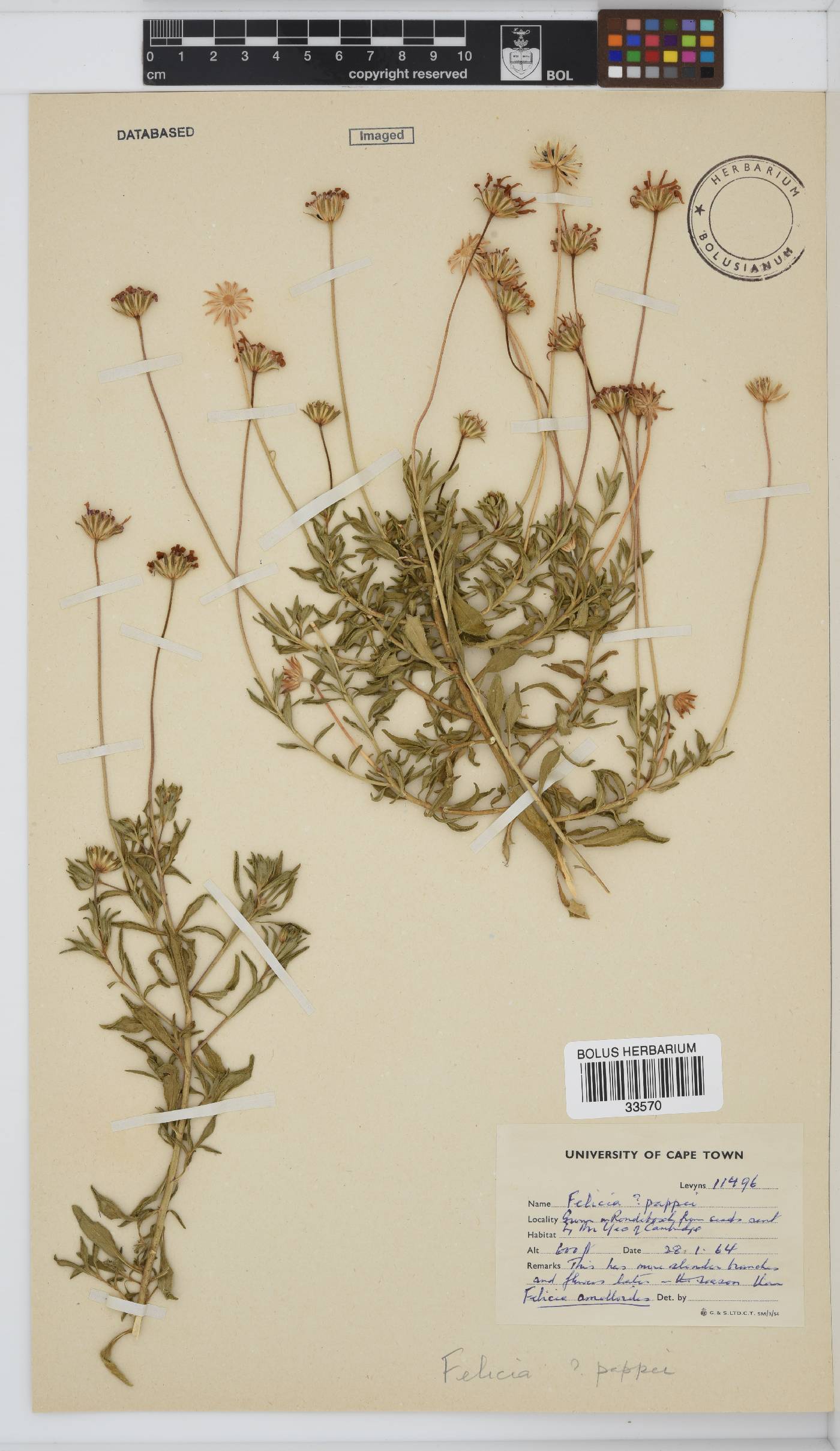 Felicia amoena subsp. amoena image