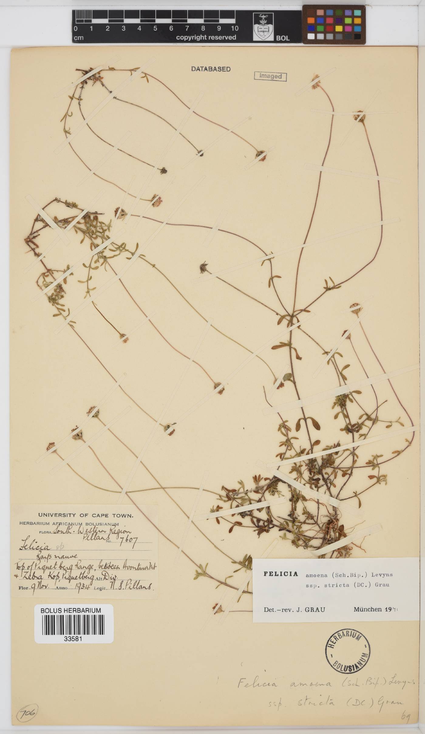 Felicia amoena subsp. stricta image